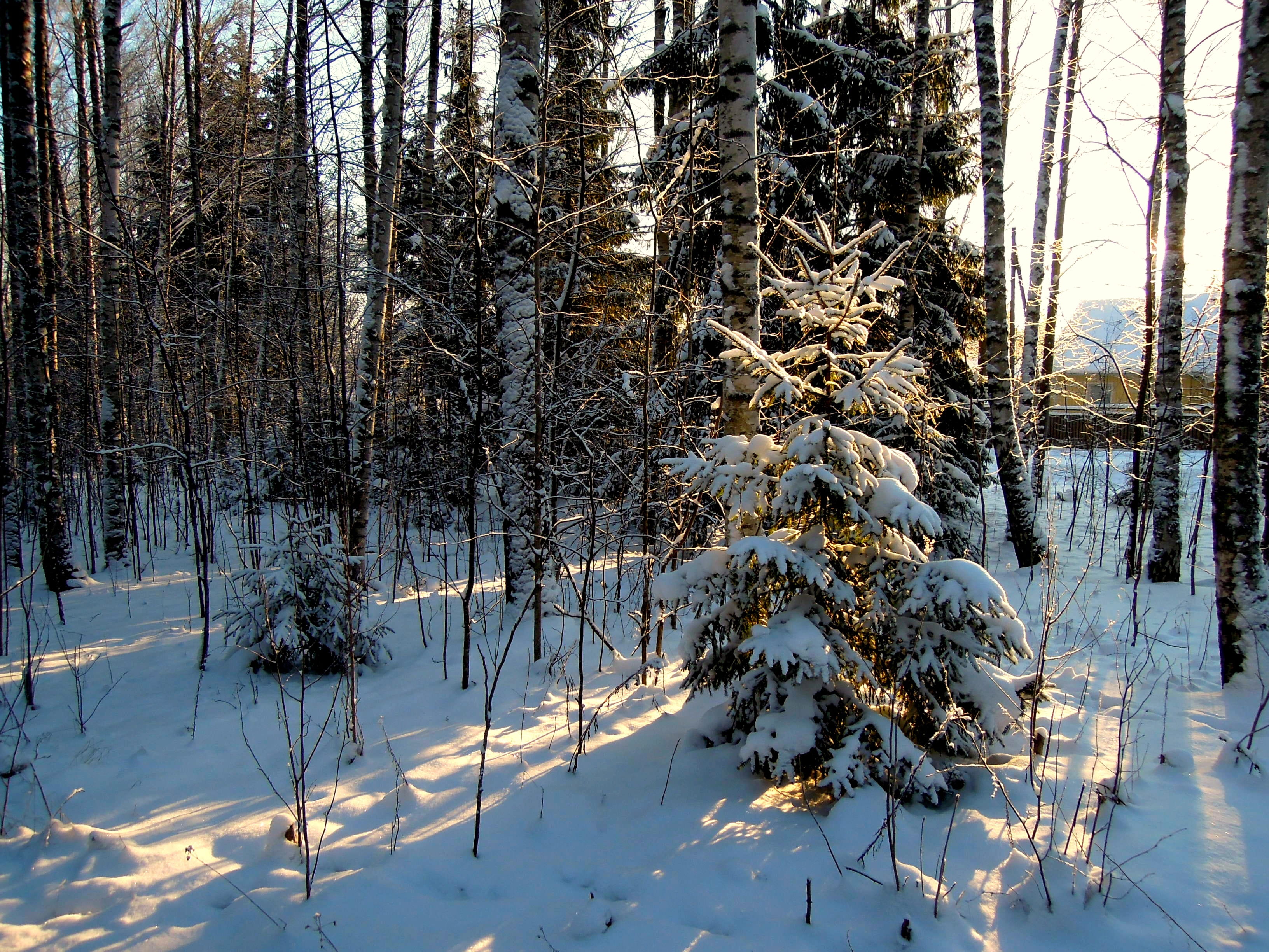 scenics - nature, snow, terrain, no People, Nature, non-Urban Scene, white color, outdoors, snowy, Branches, tranquility, Forest, cold temperature, tranquil Scene, HD Wallpaper