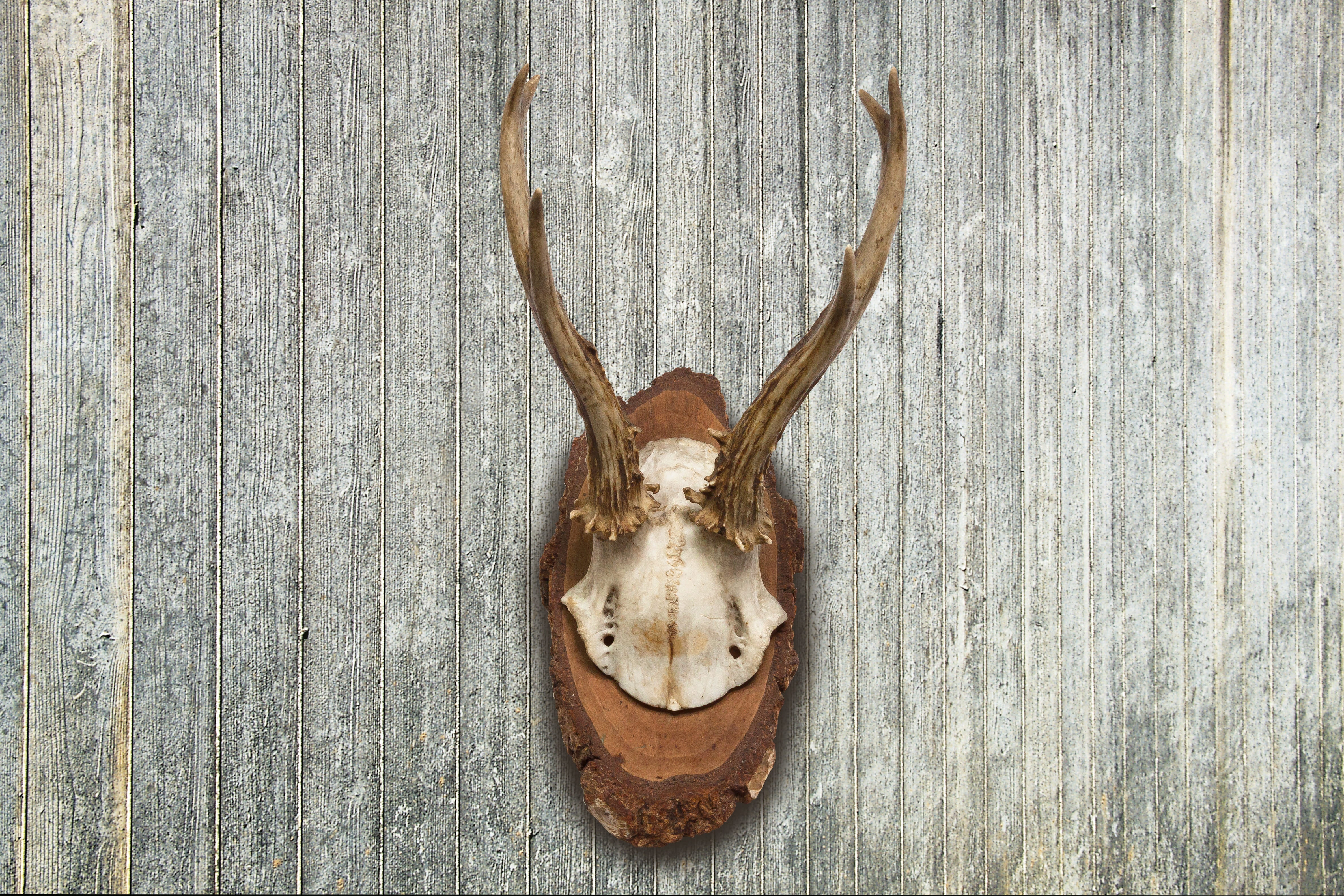 wood - material, no people, retro, mounted, mammal, wall - building feature, representation, award, animal representation, animal head, taxidermy, hanging, HD Wallpaper