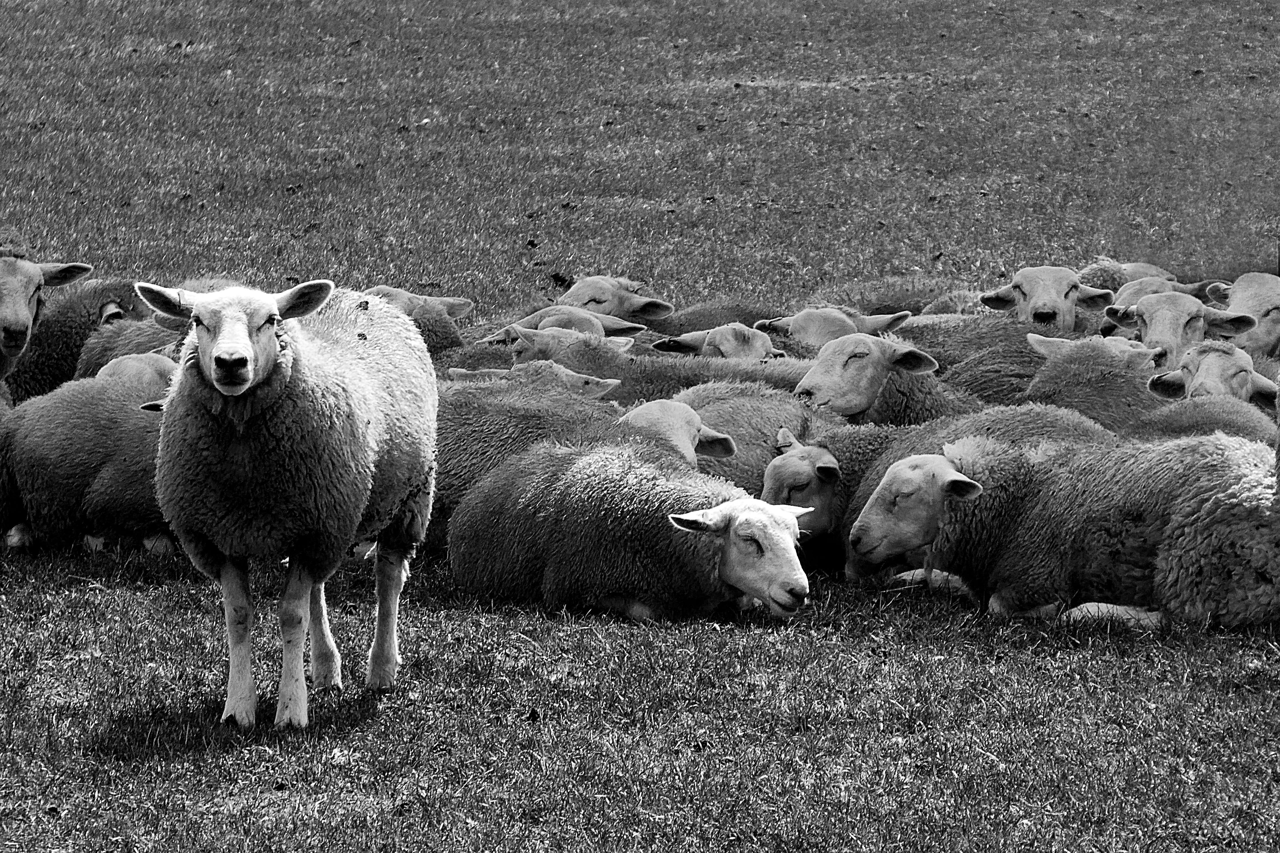 resting, day, agriculture, face, group of animals, lawn, unique, sheep, field, herd, country, ear, herbivorous, grayscale, monochrome, plant, flock of sheep, HD Wallpaper