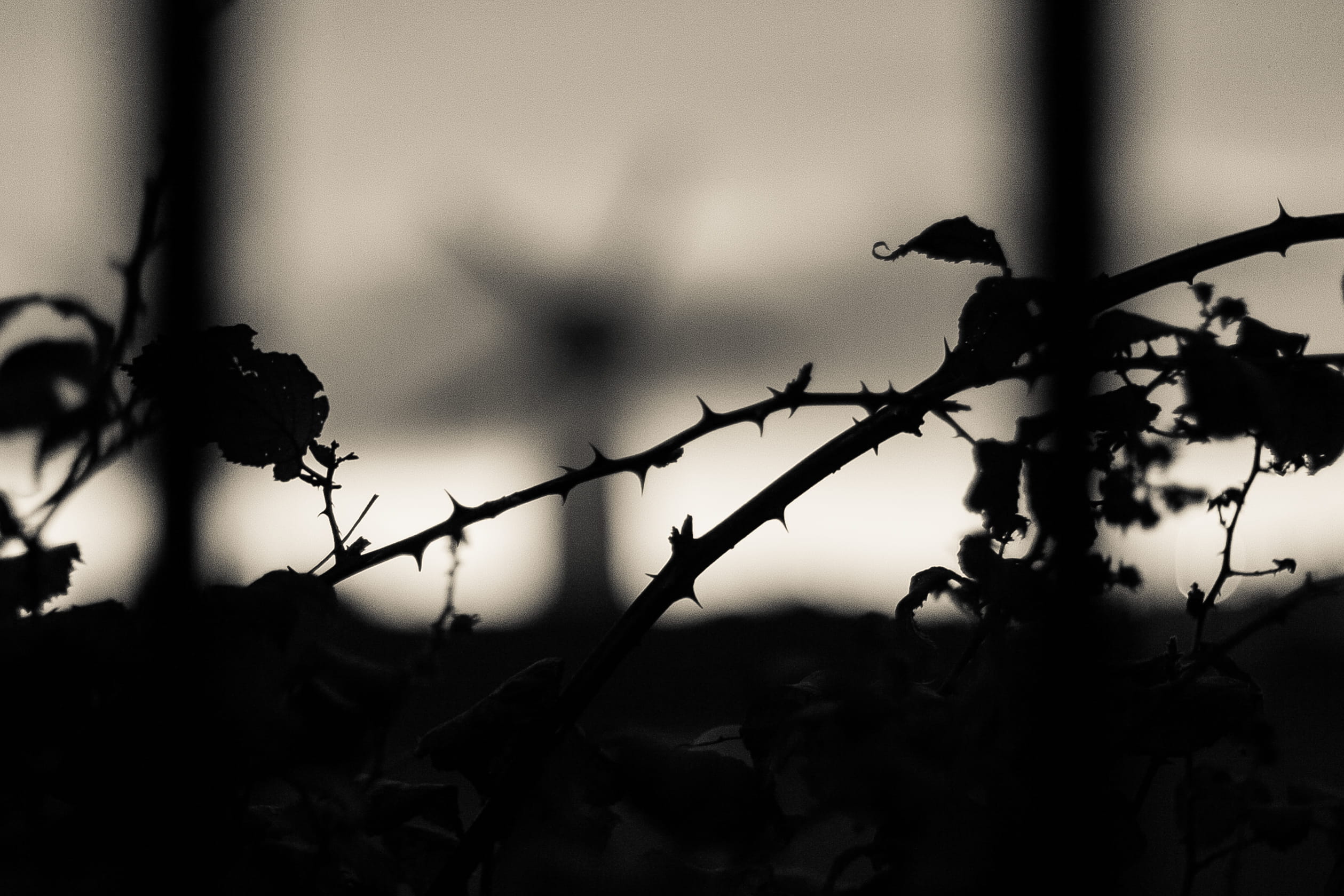 black and white, flowers, protection, 1080P, silhouette, nature, security, skerries, torns, one animal, focus on foreground, selective focus, bushes, safety, HD Wallpaper