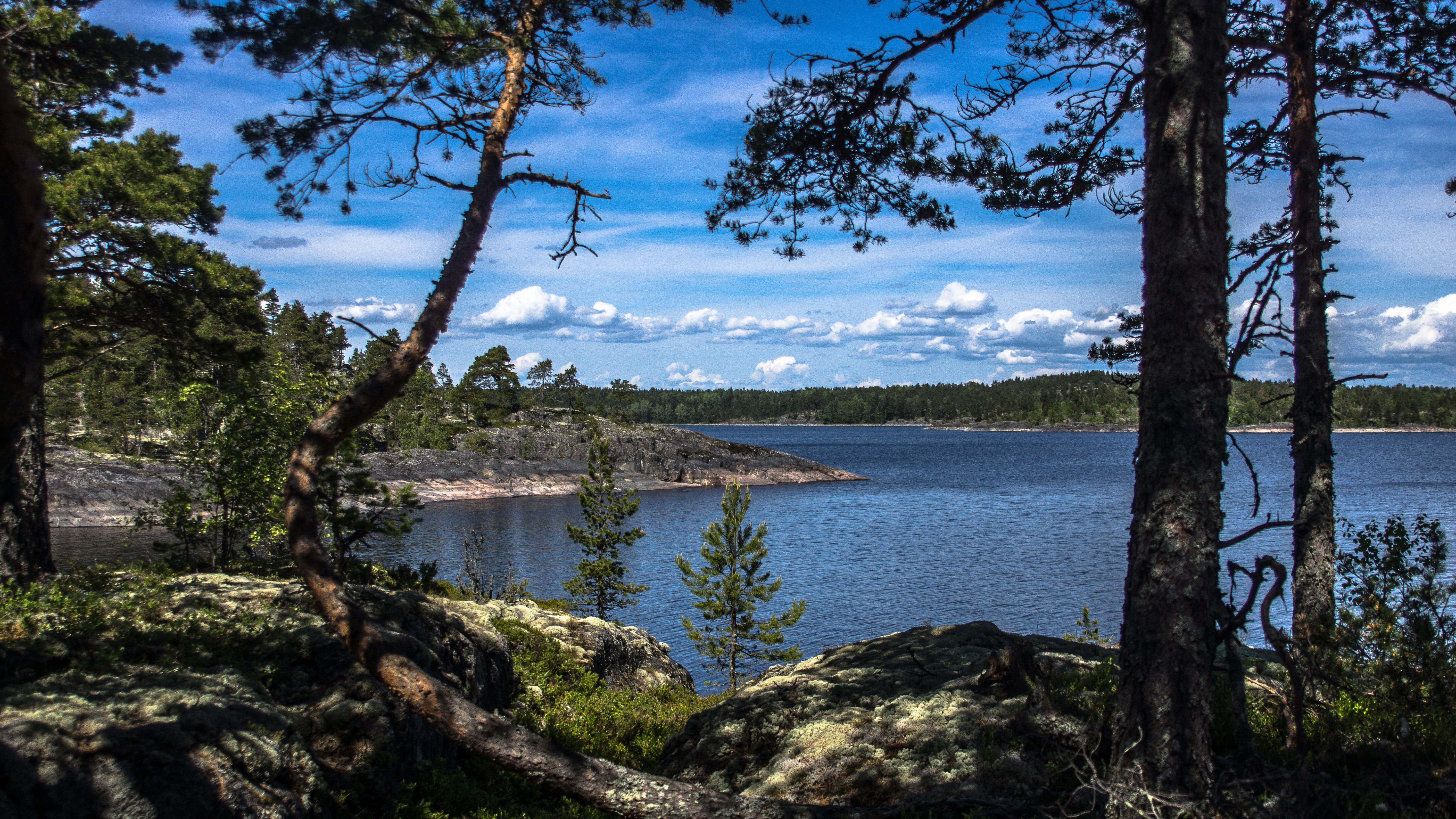 beach, landscape, summer, scenics - nature, Nature, lake of the woods, tree trunk, trunk, outdoors, smooth surface, day, trees, non-urban scene, plant, HD Wallpaper