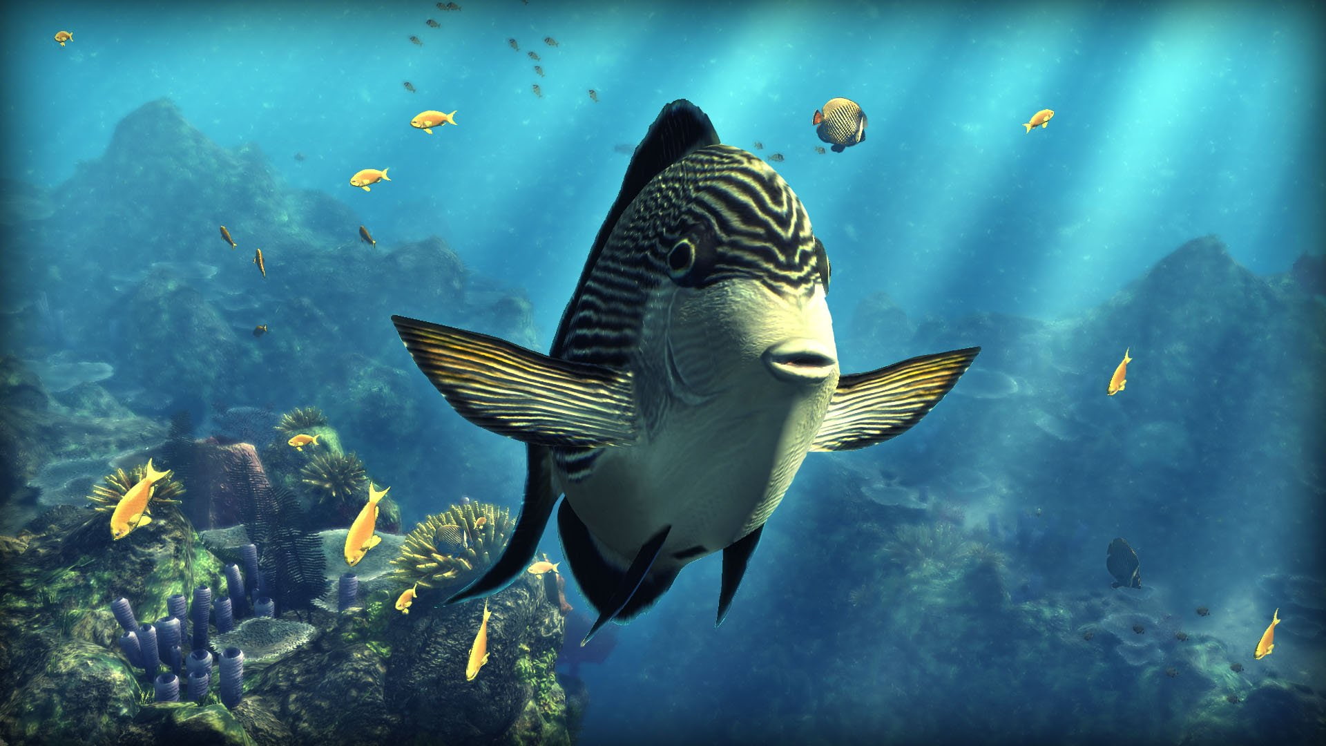 water, fish, nature, undersea, tropical, swimming, animal, vertebrate, underwater, animal themes, sea, group of animals, animals in the wild, no people, HD Wallpaper