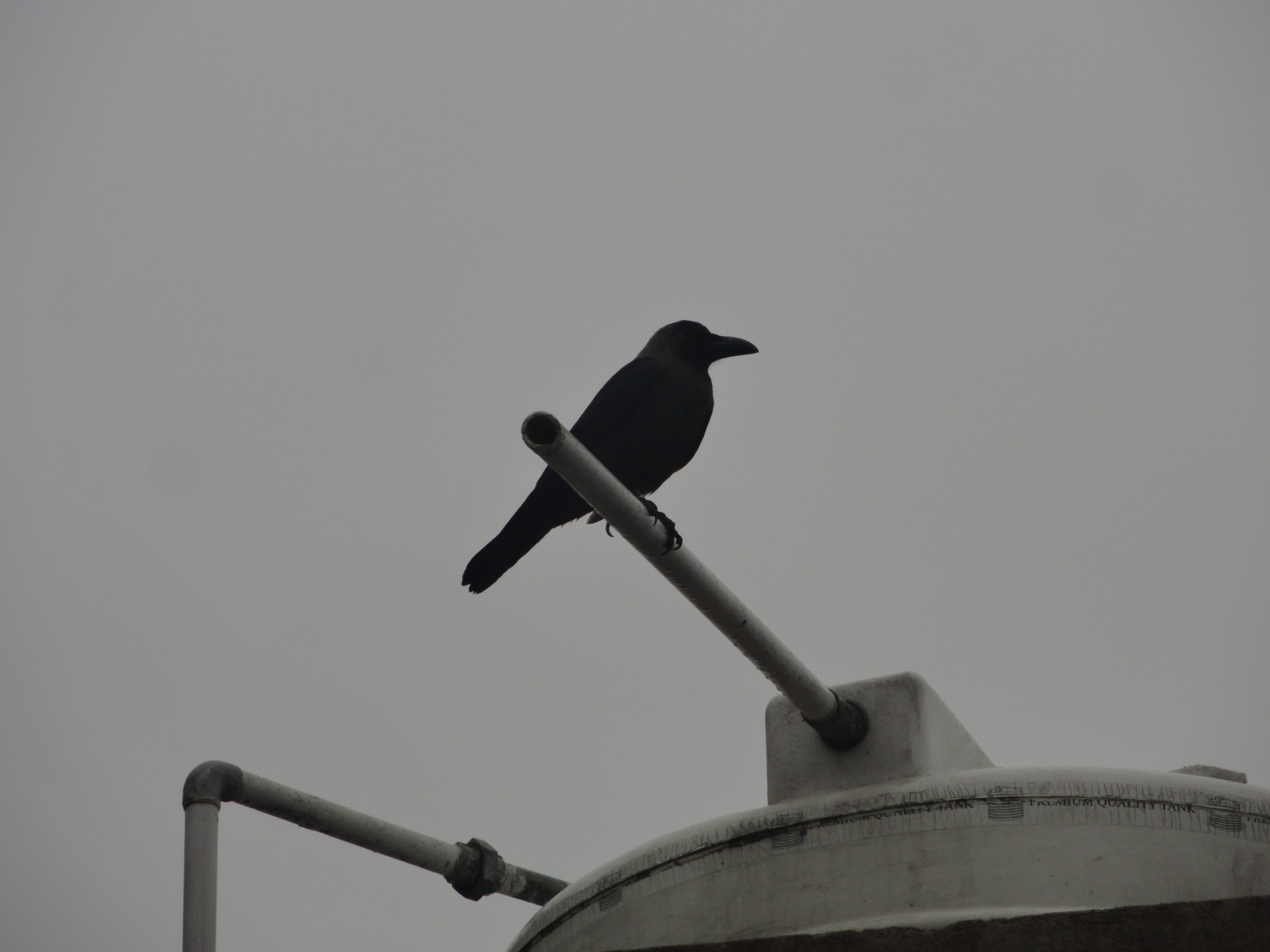 one animal, blackbirds, raven - bird, crow, india, morningvibes, outdoors, clear sky, birdlife, nature, animals in the wild, animal, birdspics, animals, HD Wallpaper