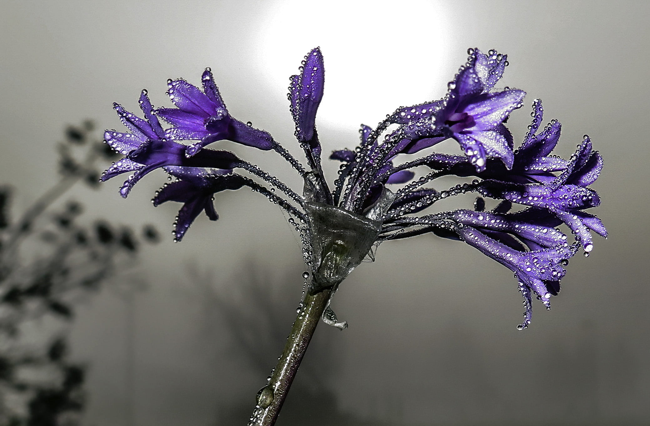 2015 - I, photography, nature, plant, flower, flowers, blue, 1080P, decor, macroshot, close-up, Im Still Standing, purple, flour, drops of jupiter, HD Wallpaper