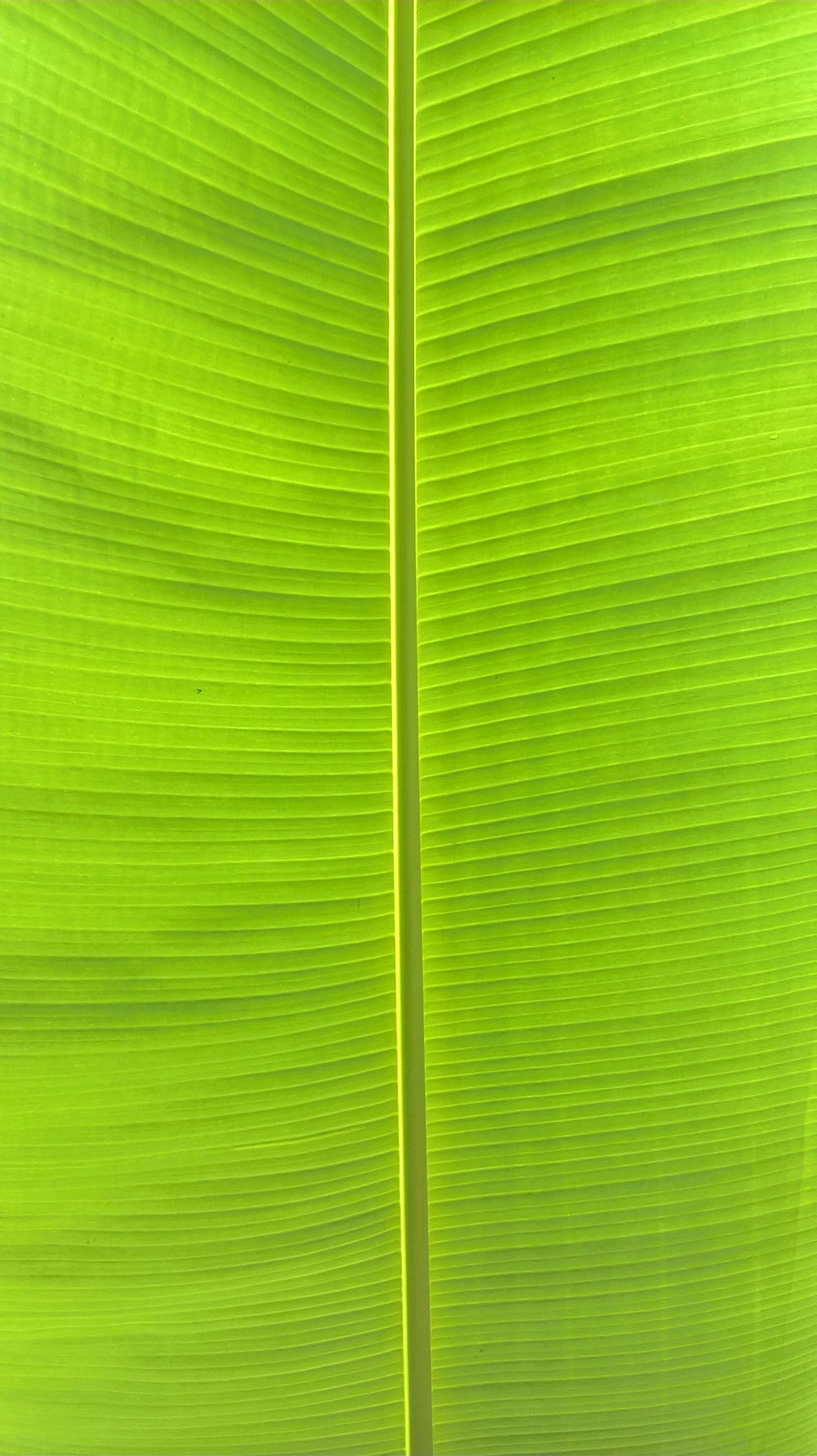 leaf vein, leaf, nature, plant, masdair bazar, full frame, green, growth, green color, textured effect, plant part, narayanganj, bangladesh, textured, palm leaf, Phone HD Wallpaper