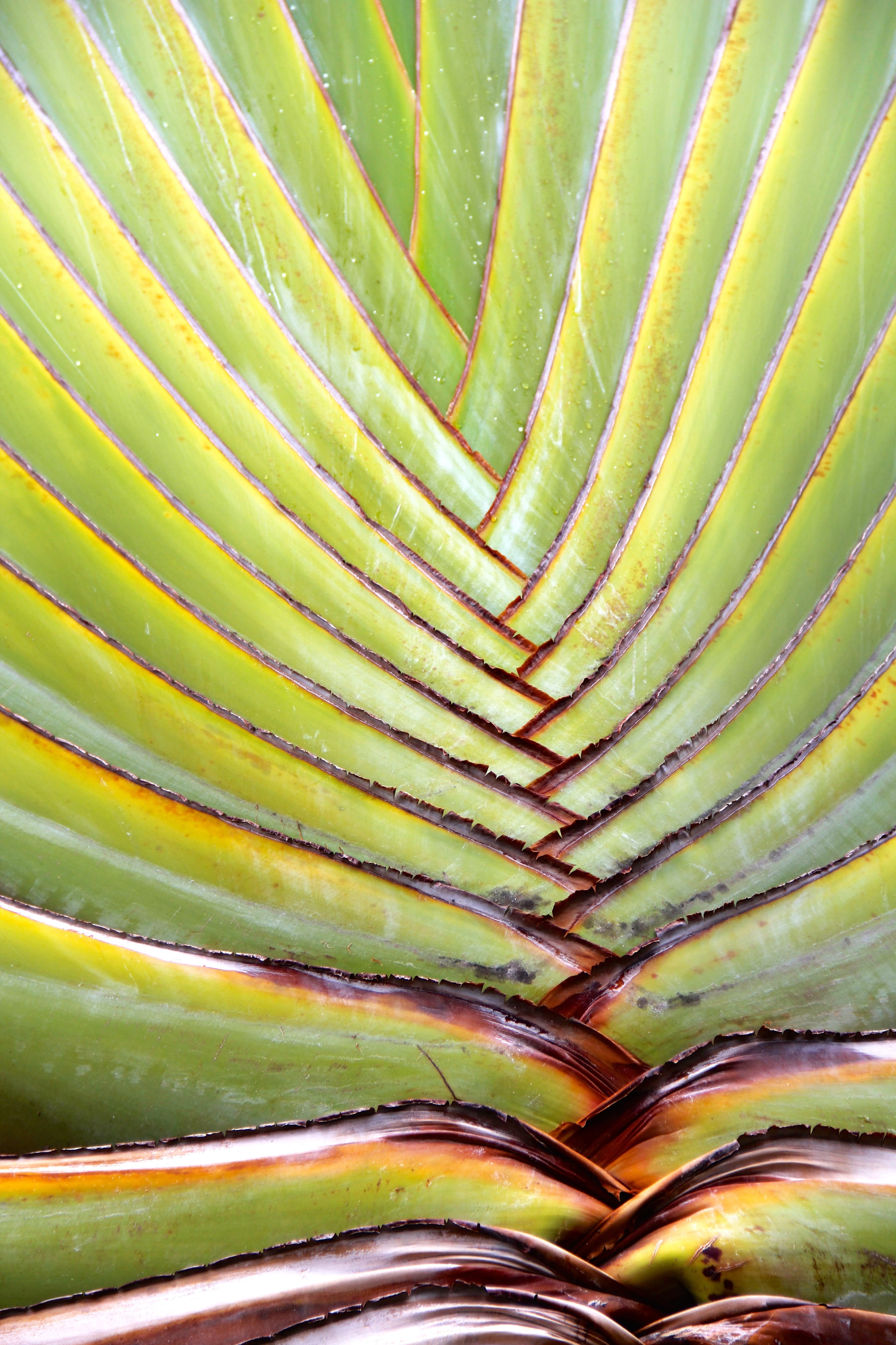 outdoors, Plant, Vera, caribbean, 5K, leaf, high angle view, full frame, plant part, natural pattern, nature, palm leaf, Aloe, aloe vera, textured, growth, Phone HD Wallpaper