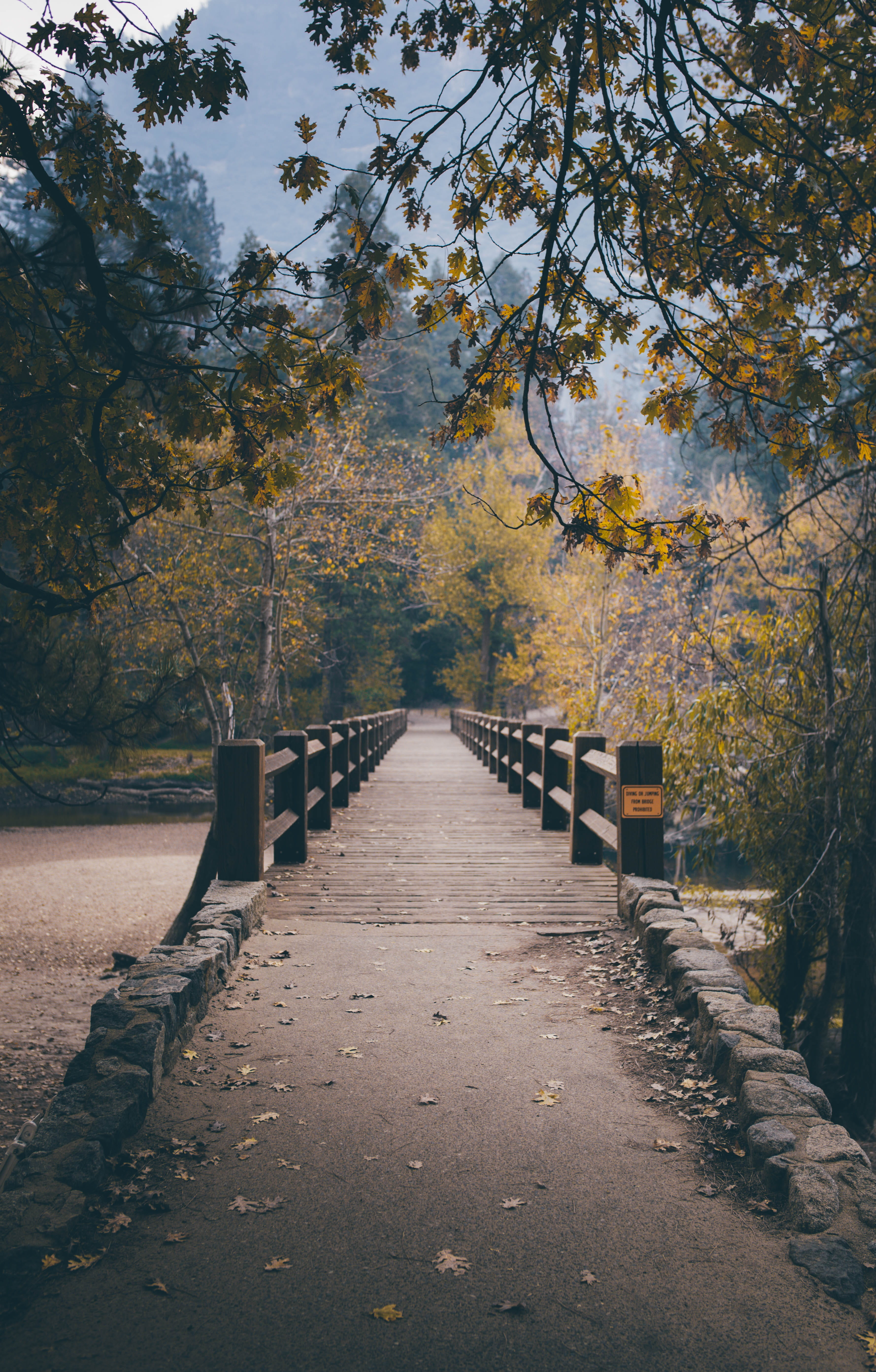 outdoors, content marketing, nature, bridge - man made structure, destination, tree, content, growth, bridge, day, footpath, tranquil scene,, Phone HD Wallpaper