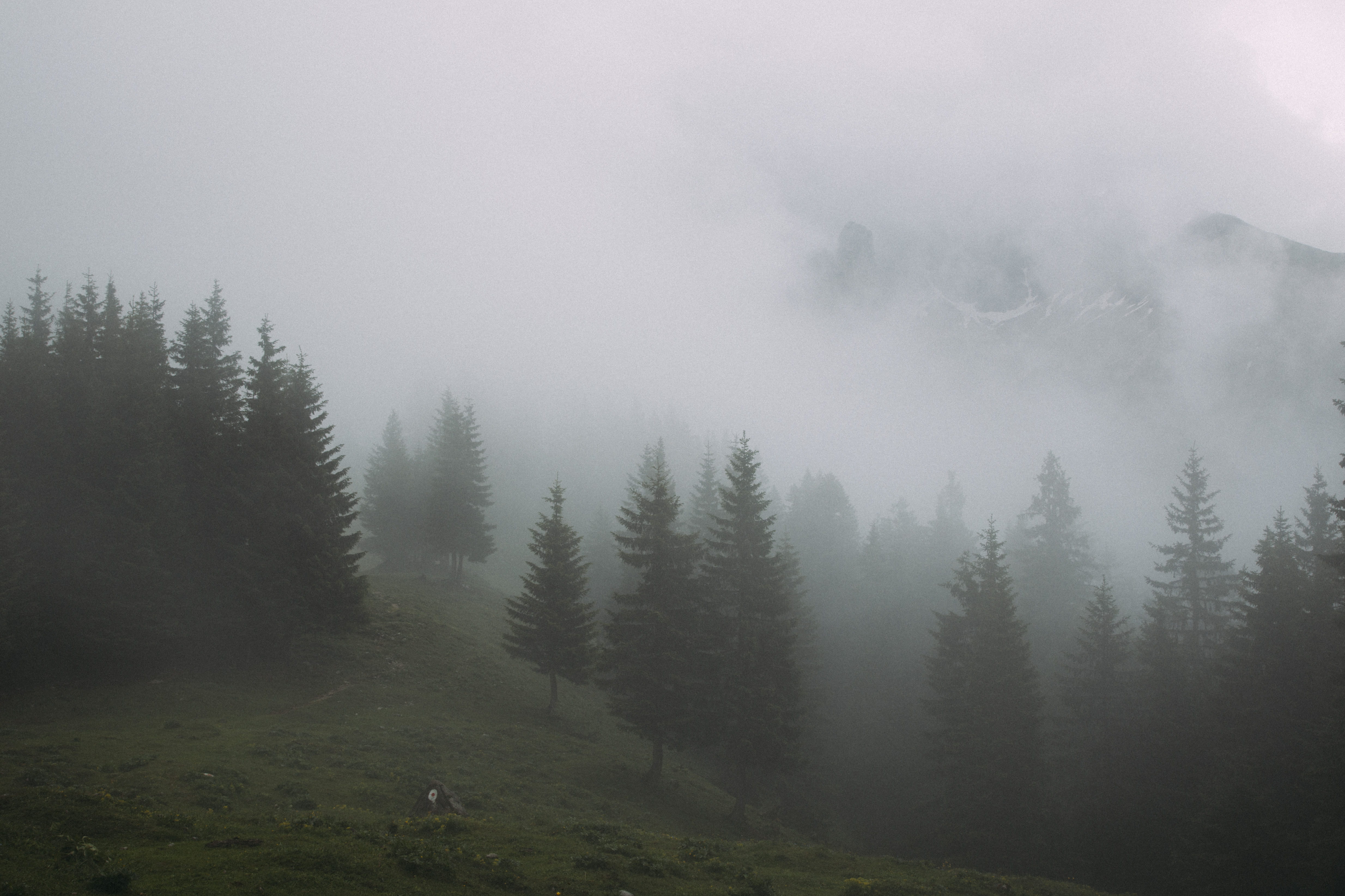 mountain, tree, rain, morngin, no people, non-urban scene, tranquil scene, sky, clouds, plant, coniferous tree, cloud - sky, tranquility, dust, environment, HD Wallpaper