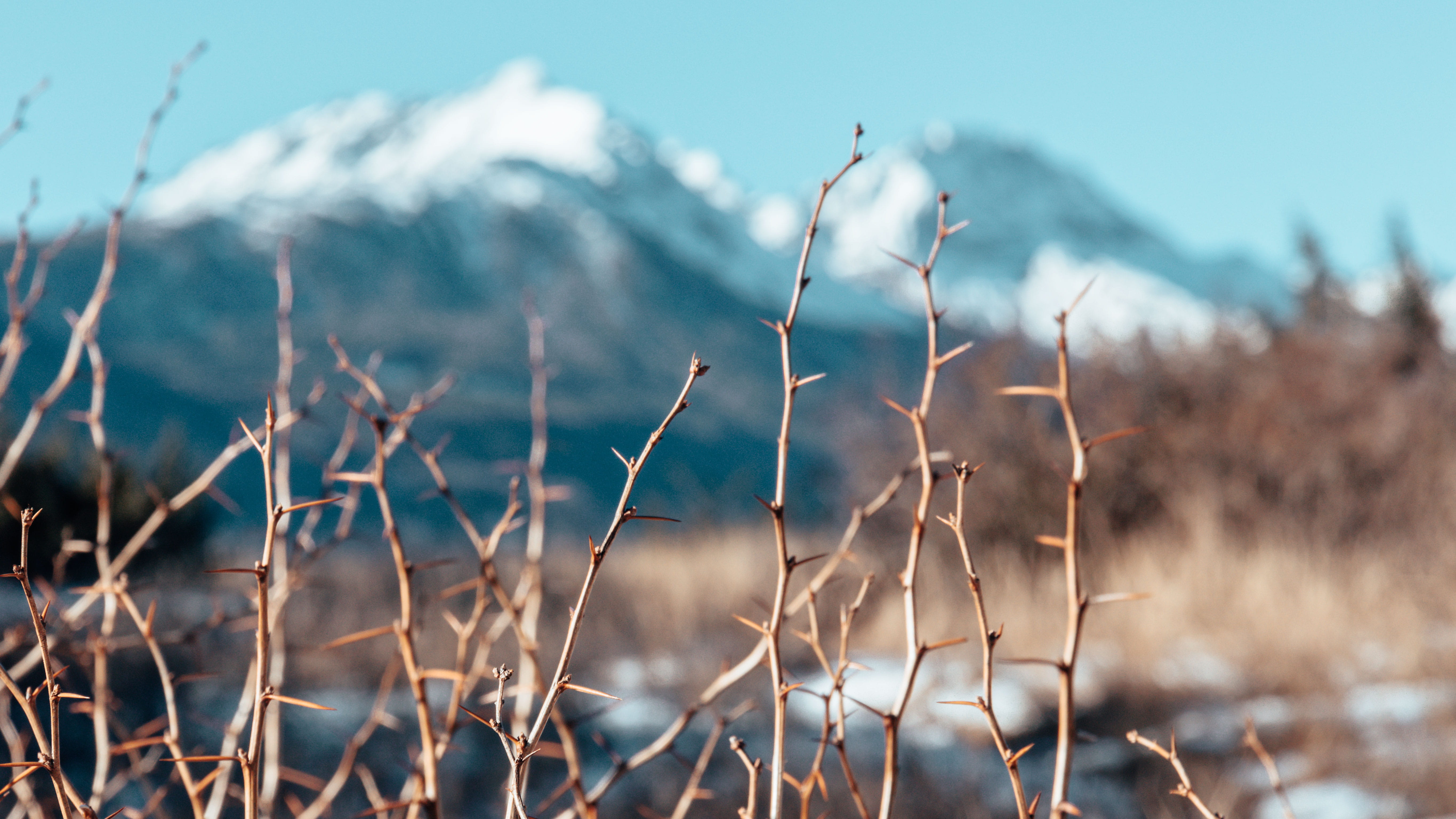 scenery, grassland, close-up, landscape, sunlight, animal, day, bird, land, 5K, mountain range, annaberger böden, sky, dry, plant, mountain, thorns, latsch, HD Wallpaper