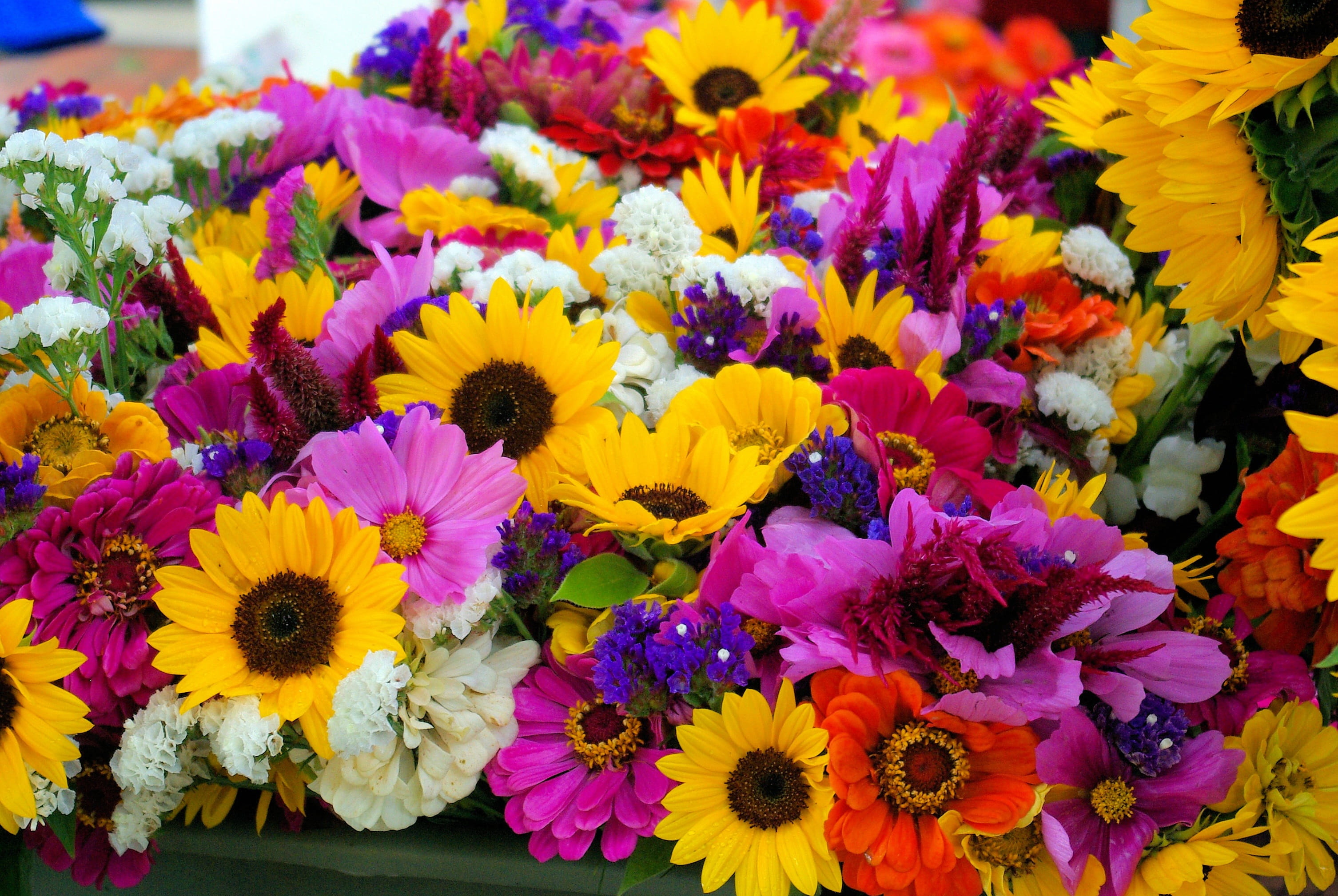 flowering plant, yellow, market, county, farmers, freshness, beauty in nature, bloom, flora, multi colored, inflorescence, summer, petal, flower, flower head, HD Wallpaper
