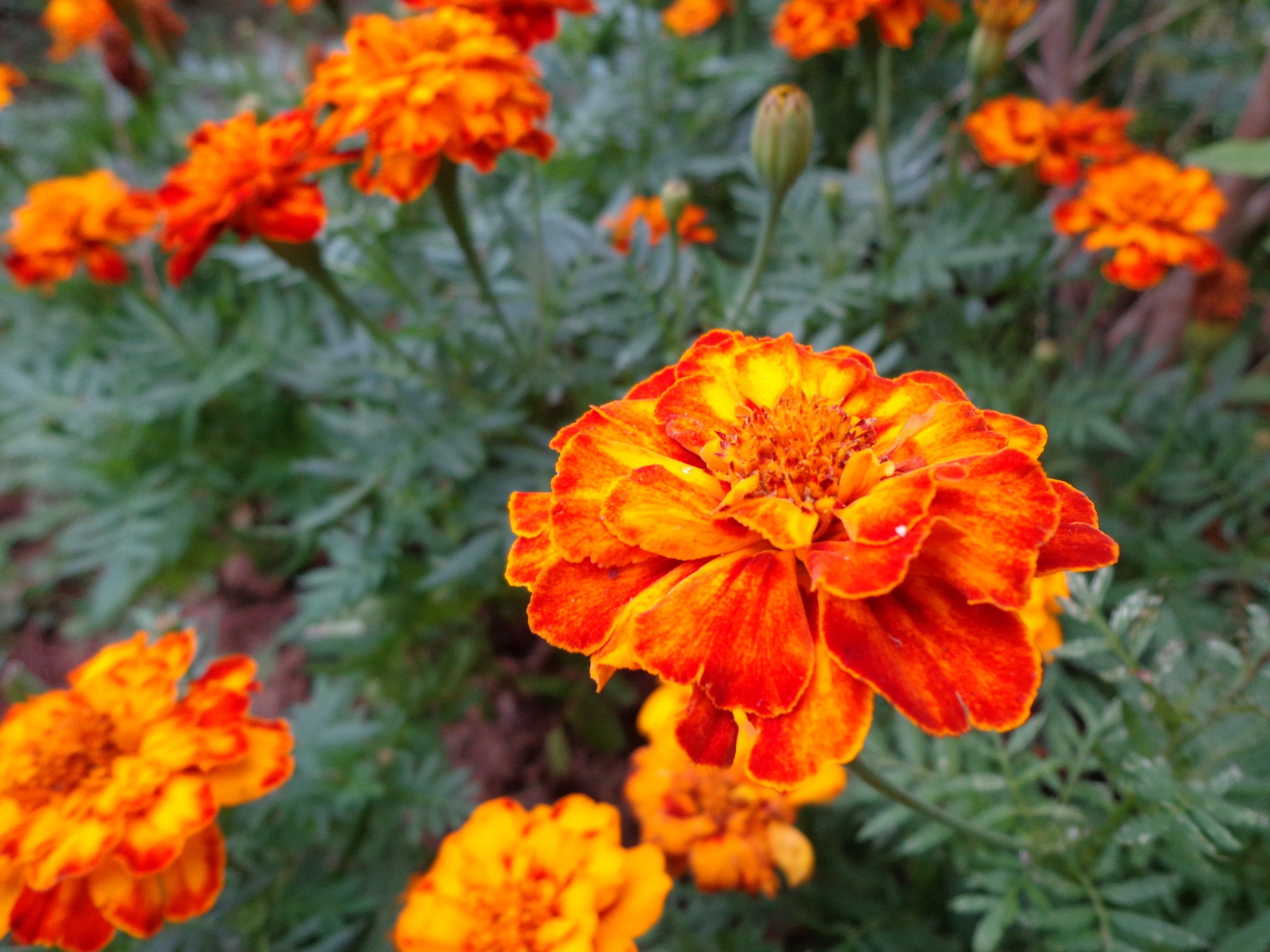 plant, growth, flowering plant, orange color, no people, baguio flowers, vulnerability, pollen, close-up, orange, gazania, beauty in nature, day, flower, HD Wallpaper