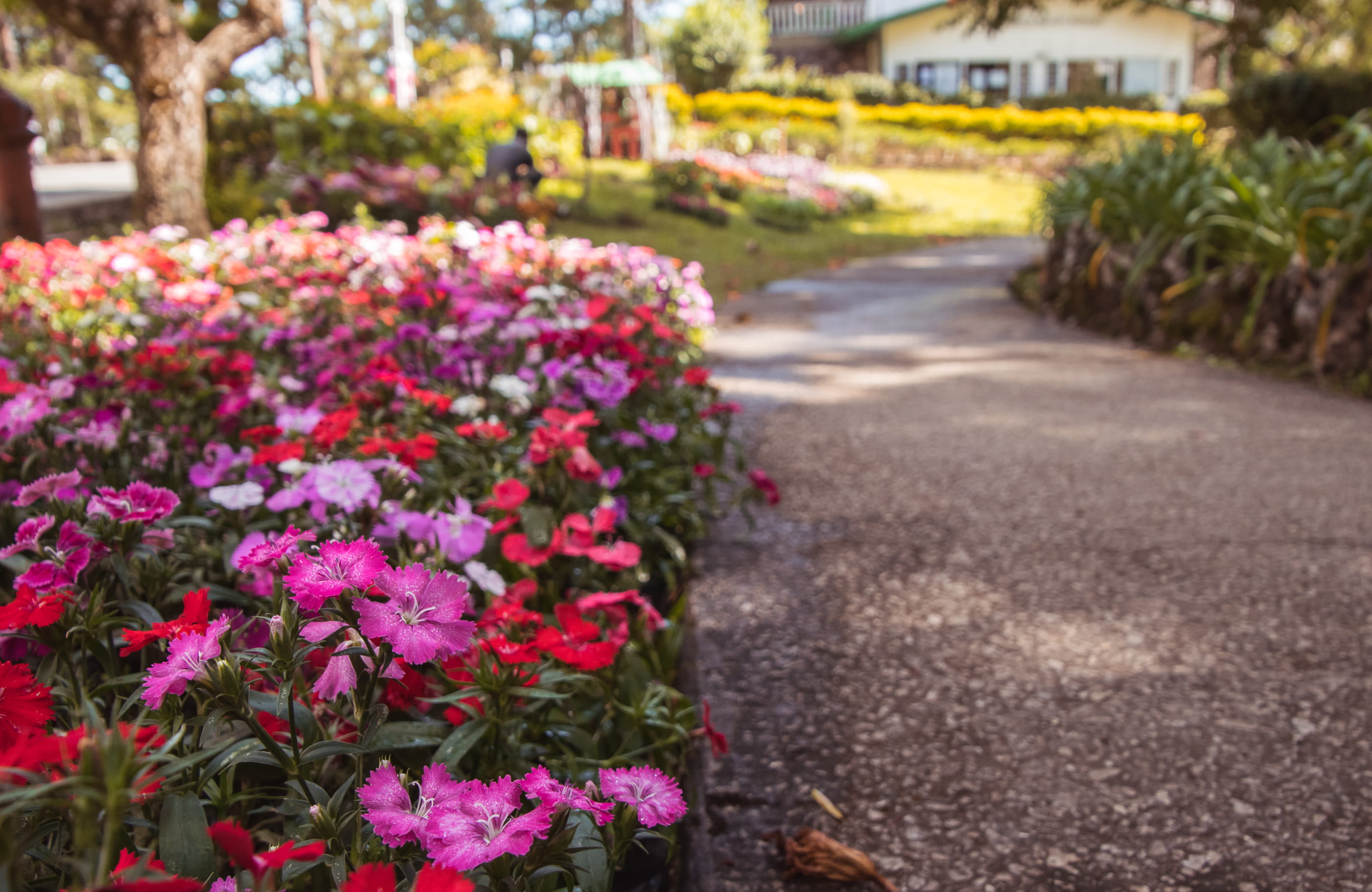 blossom, flower, the bell house, baguio, park, flowering plant, flower head, 2K, path, no people, exploration, day, beauty in nature, route, park - man made space, HD Wallpaper