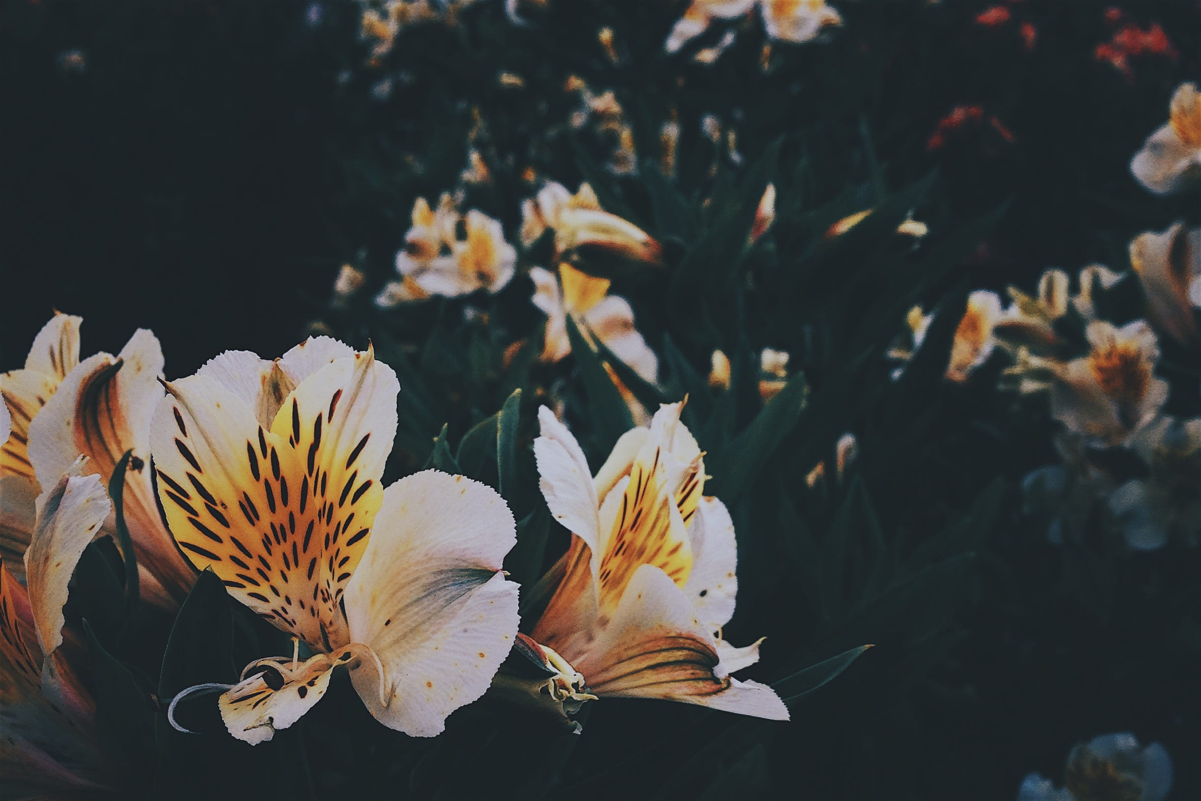 freshness, plant, 1080P, garden, baguio, day, vulnerability, botany, white color, plants, flowering plant, no people, flower head, flower, trees, bloom, HD Wallpaper