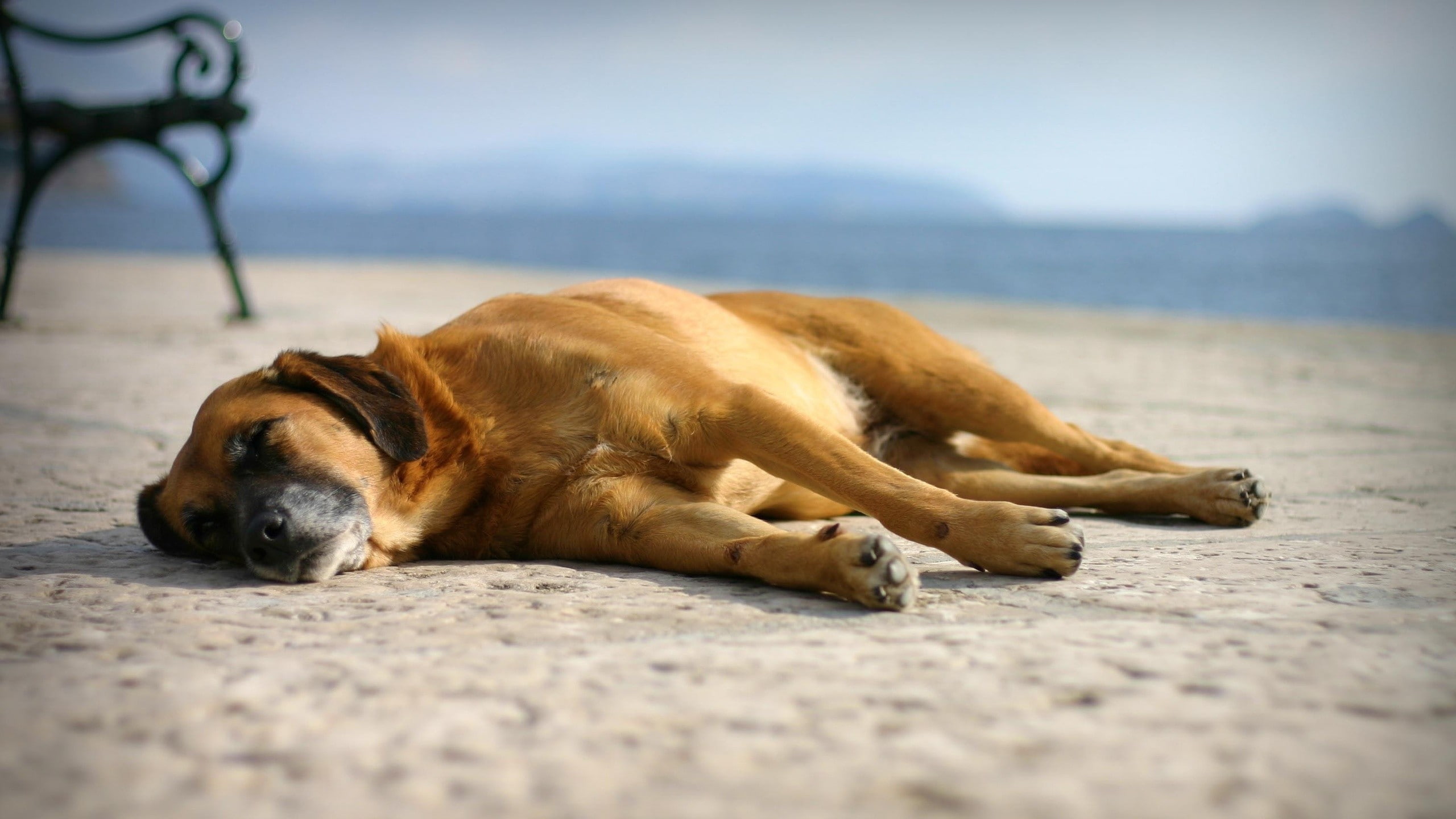beach, no people, eyes closed, one animal, canine, resting, sleep, mammal, animals, vertebrate, pets, brown, relaxation, domestic animals, lying down, animal themes, HD Wallpaper