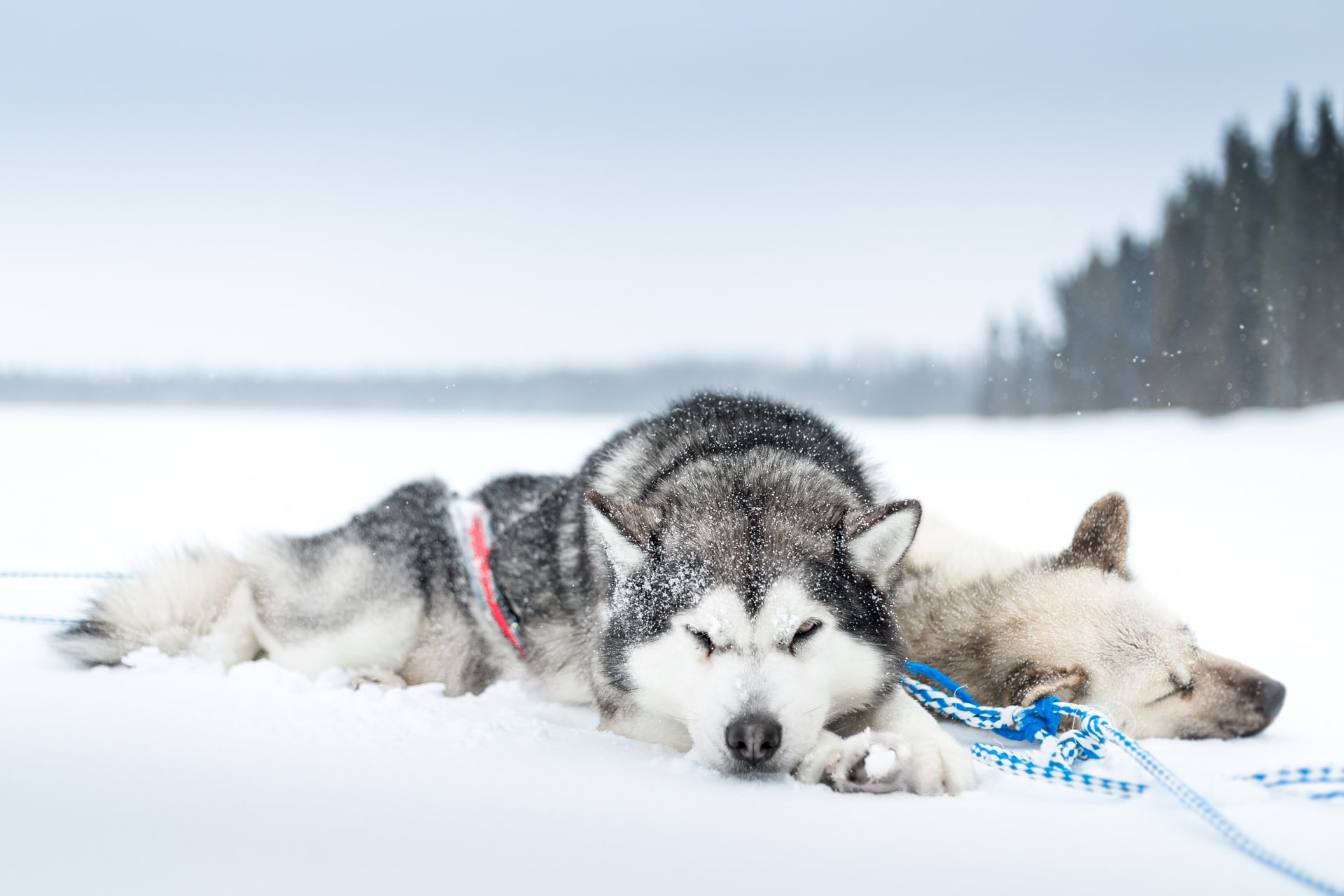 sleeping, 1080P, animals, cold, snow, dog, HD Wallpaper