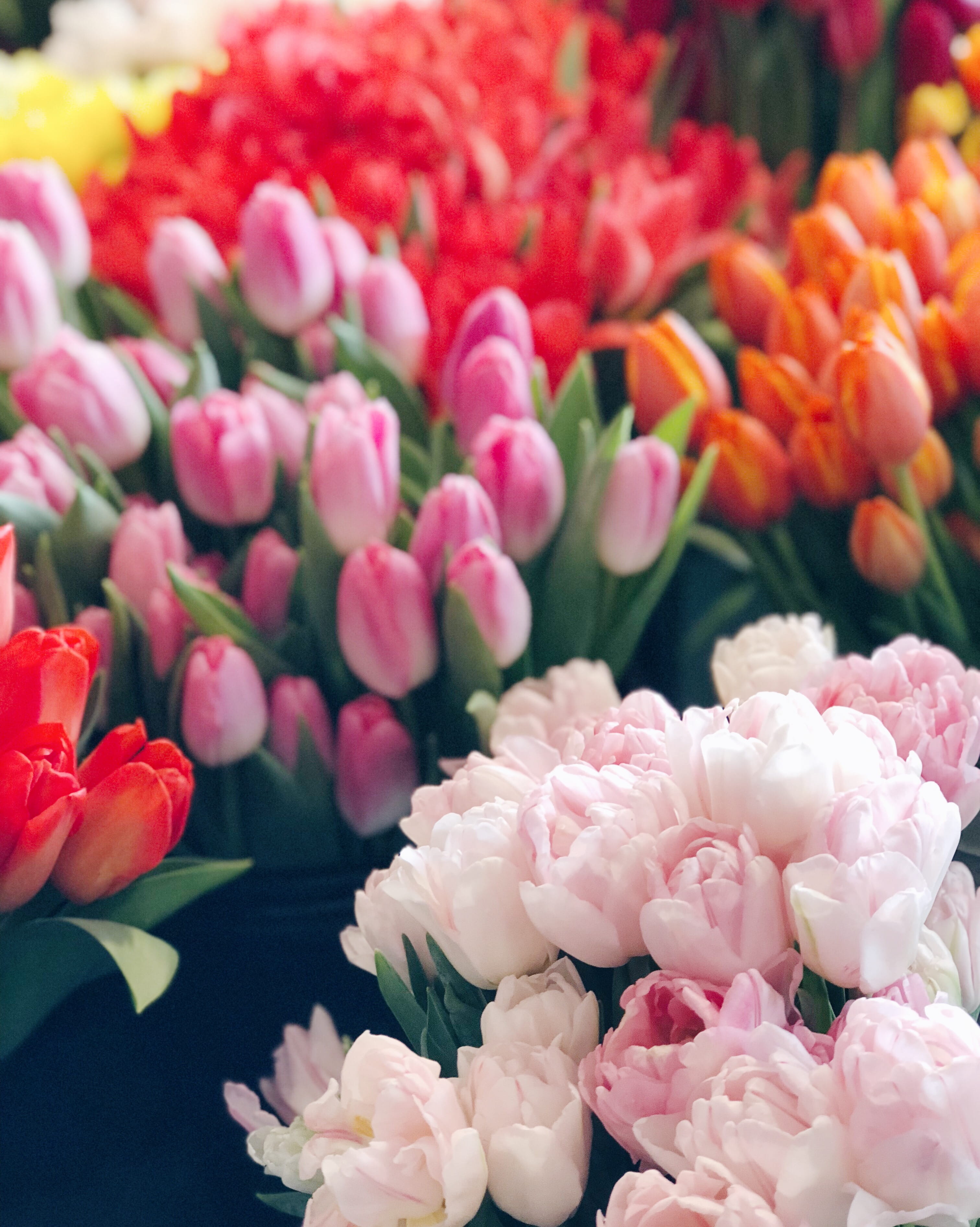 high angle view, tulips, tulip, bright colors, plant, growth, bunch of flowers, freshness, spring, seattle, no people, united states, flower head, flowering plant, Phone HD Wallpaper