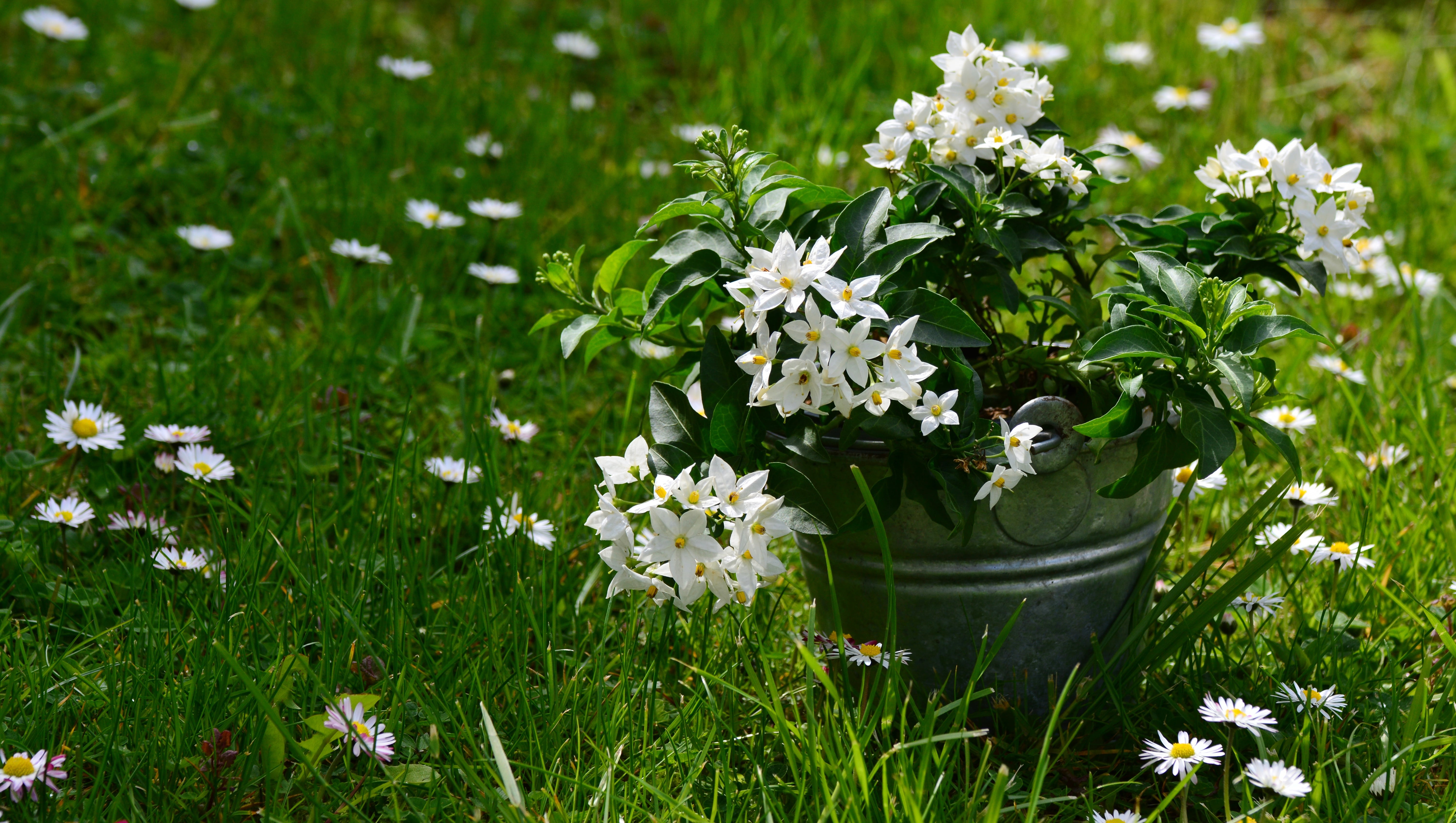 daisy, flower meadow, mothers day, flower head, flower, close-up, plant, flower arrangement, green color, freshness, focus on foreground, white, selective focus, HD Wallpaper