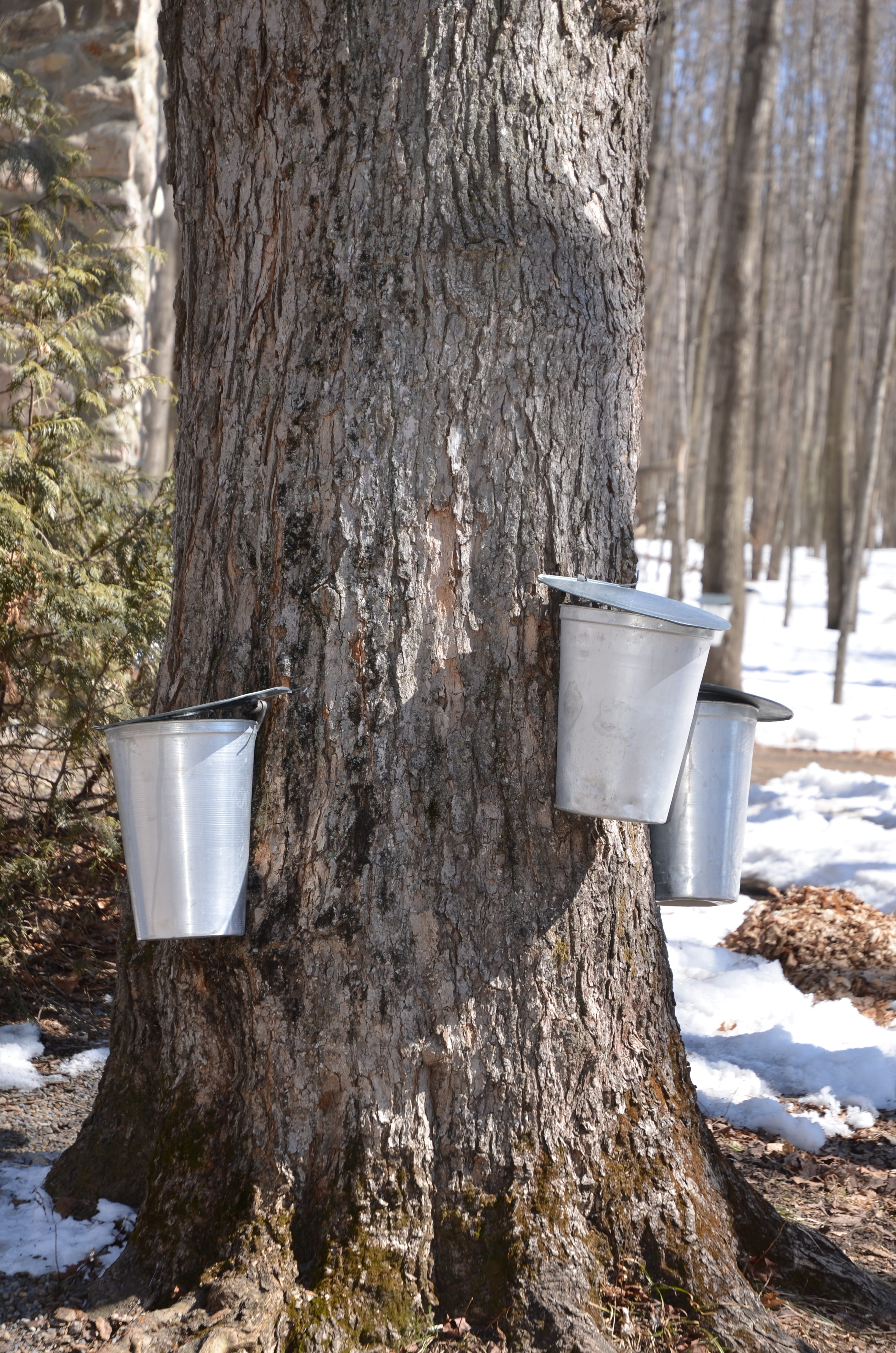 sweet, food, frozen, collect, canada, sugaring, tapping, no people, Tree, land, plant, Syrup, syrup, Maple, sugar, maple, day, field, snow, spring, tree trunk, Phone HD Wallpaper