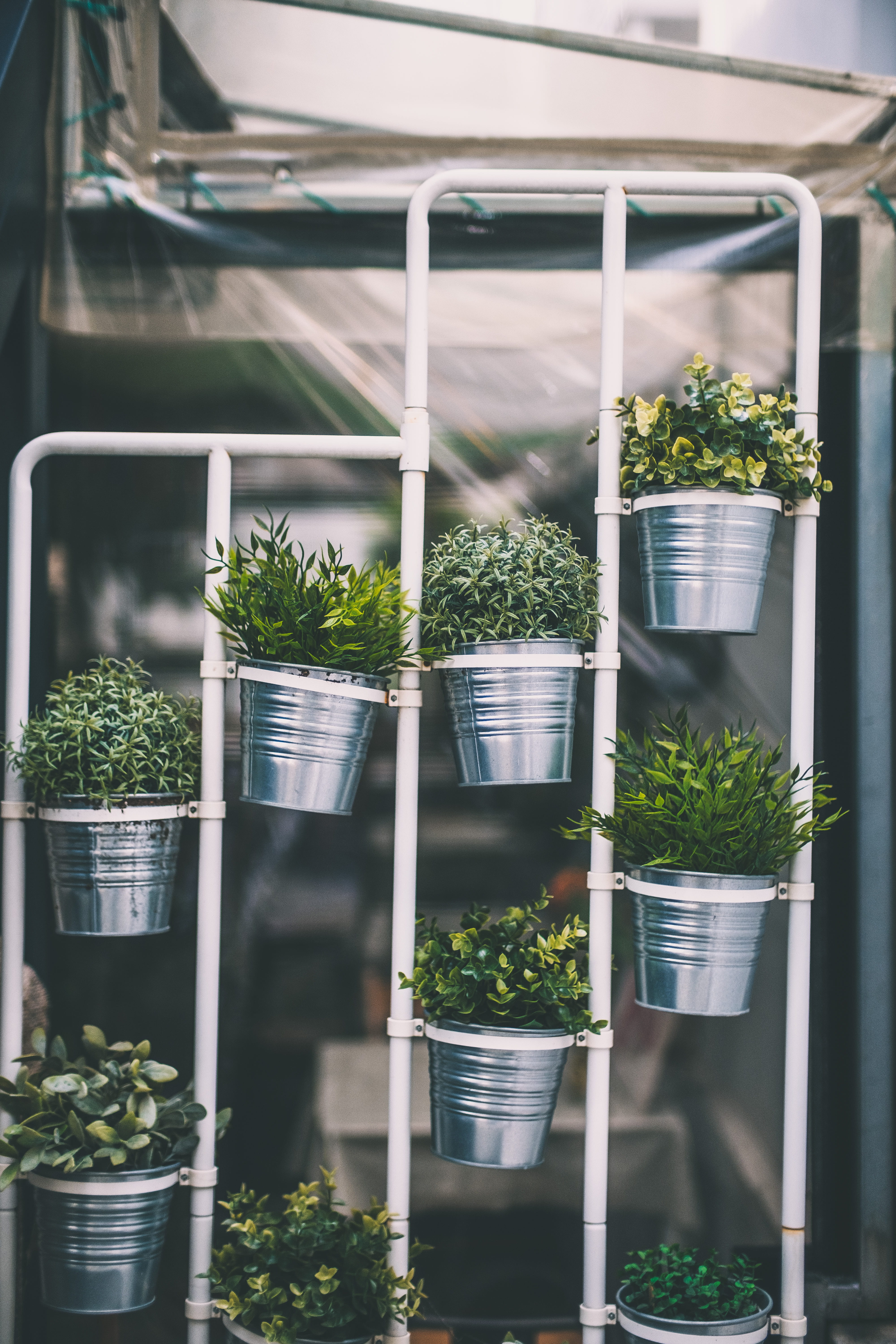 grow, green Color, window, indoors, houseplant, metal tub, no People, plant, flower Pot, rack, botany, growth, leafed, pot, pail, tub, near, potted Plant, Phone HD Wallpaper