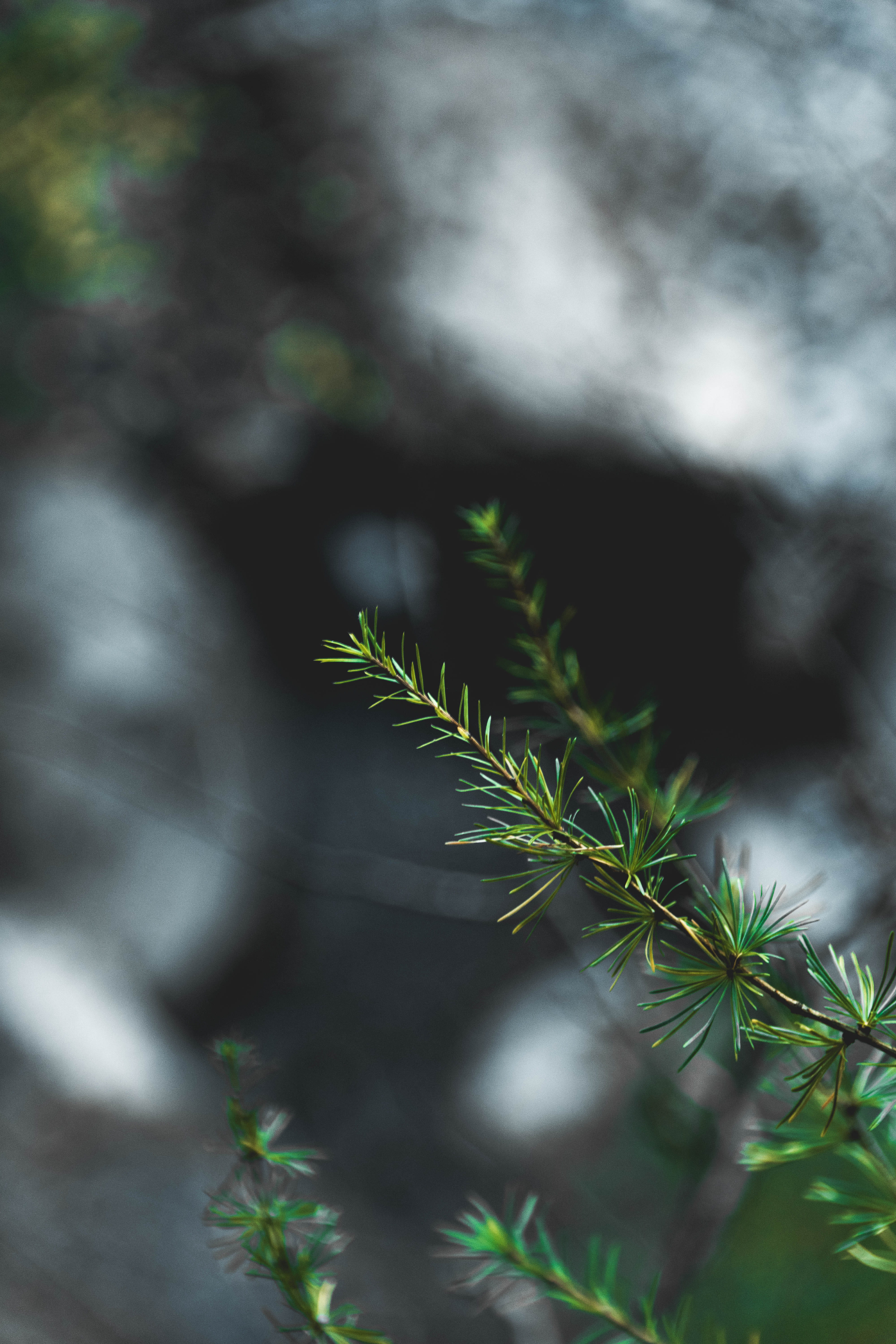 day, beauty in nature, salgesh, coniferous tree, tree, exploring, autmn, green, moody, 5K, shot, plant, bisse de clavau, hd, bokeh, forest, Phone HD Wallpaper