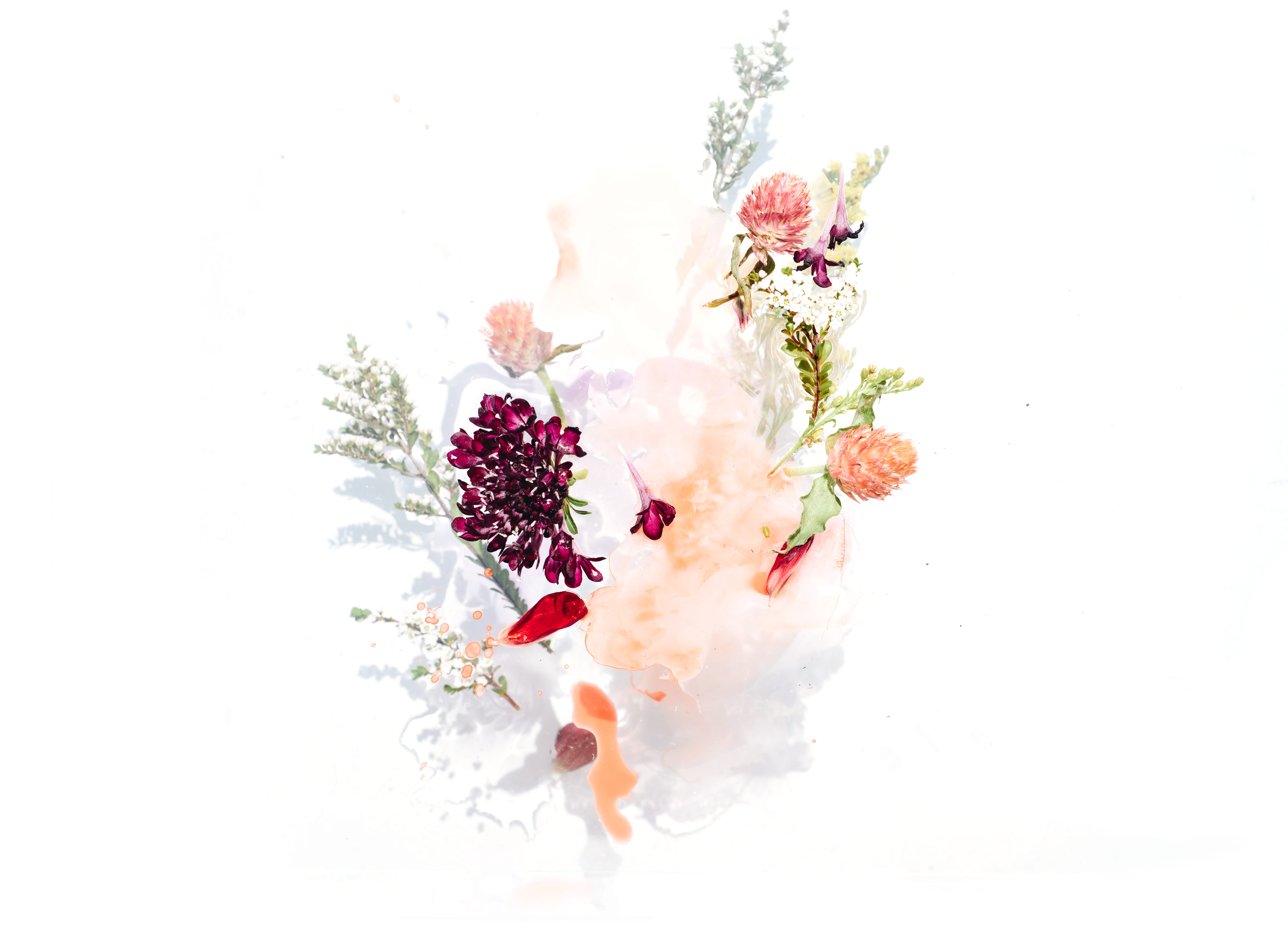 blossom, stem, isolated, arrangement, flower, beauty, backgrounds, shadow, watercolor, bouquet, branch, pink Color, floral, paint, simple, summer, nature, HD Wallpaper
