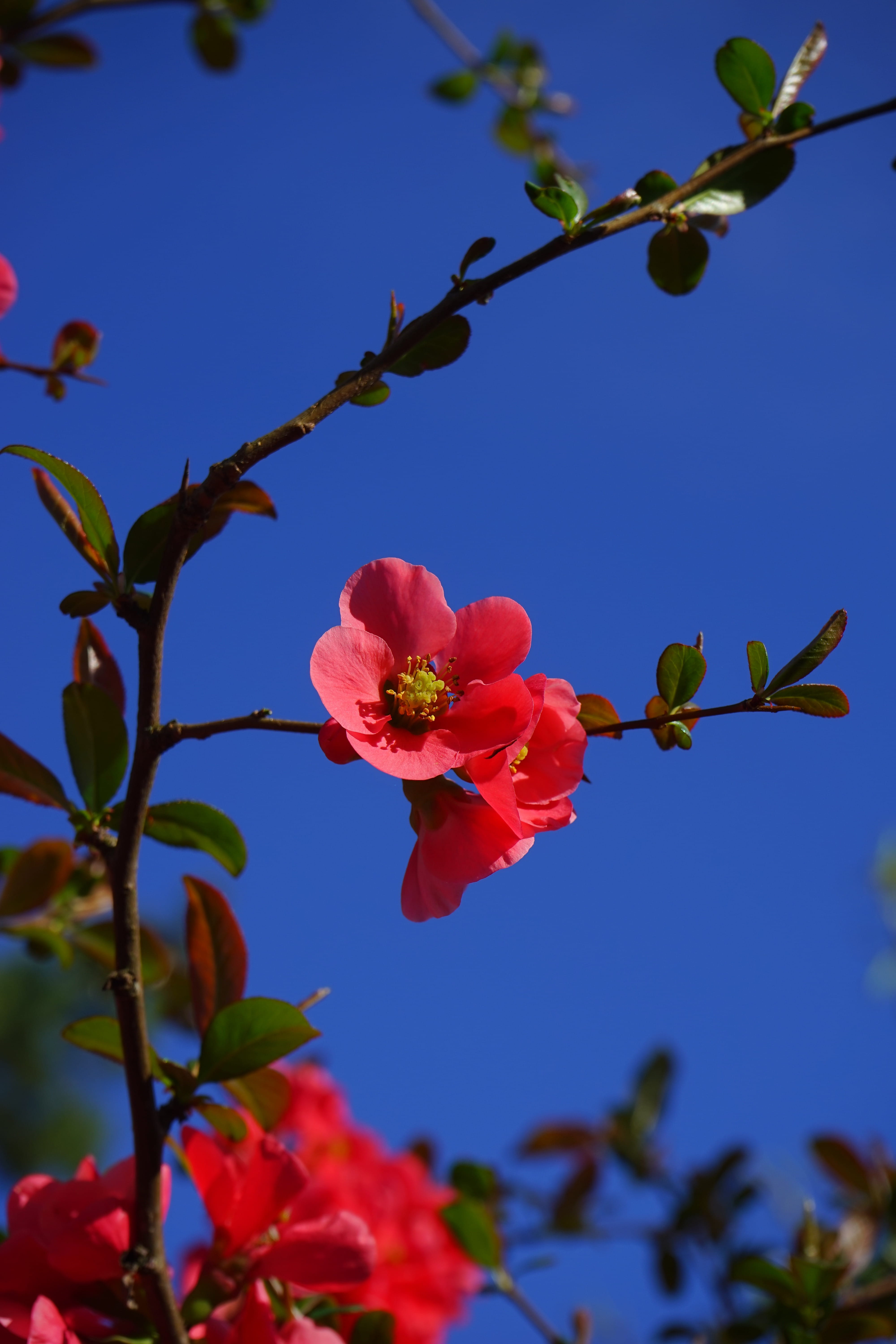 leaf, freshness, Bloom, no people, pollen, close-up, tree, focus on foreground, rose greenhouse, red, red orange, inflorescence, ornamental quince, rosaceae, Phone HD Wallpaper
