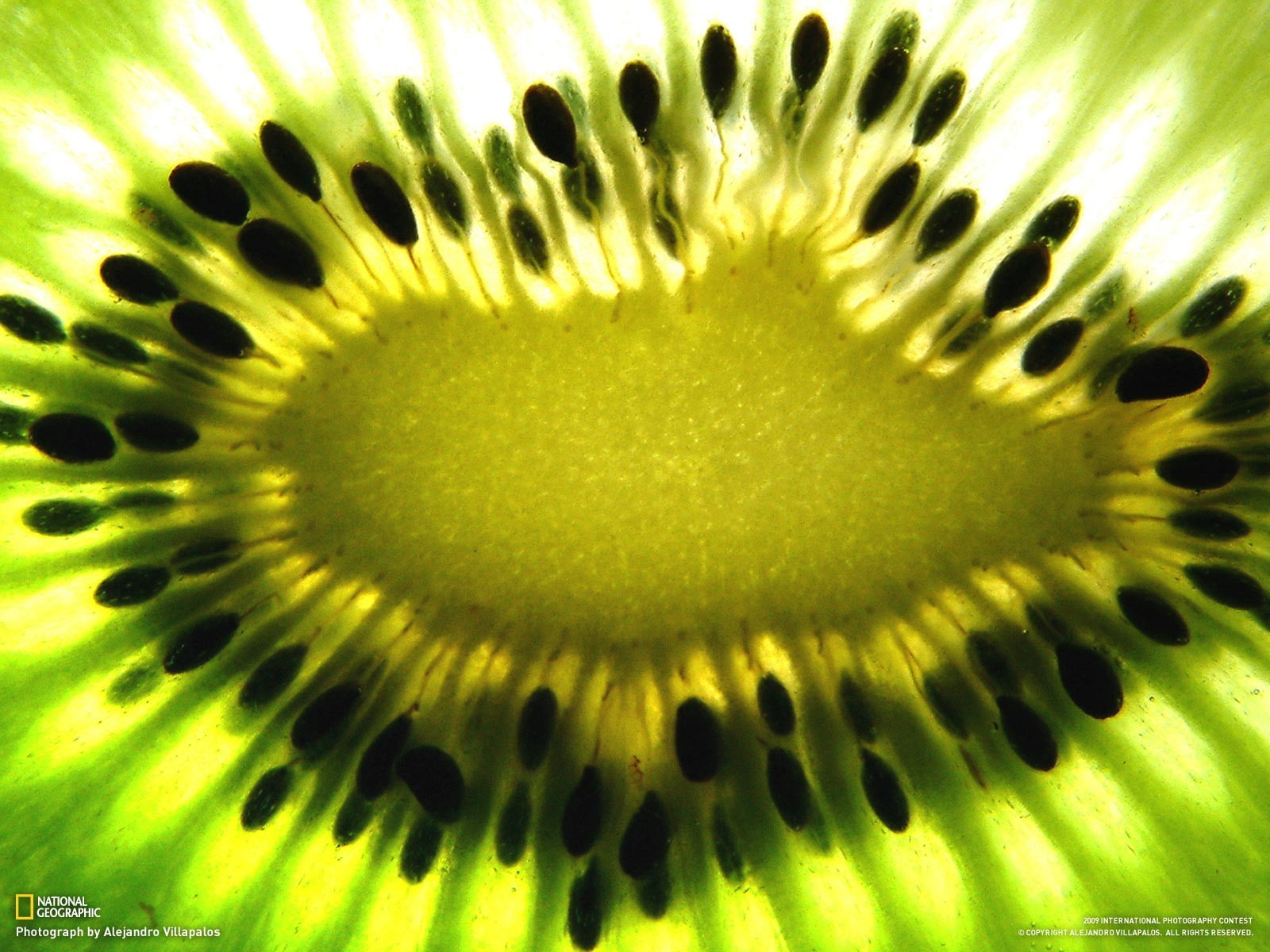 kiwi (fruit), National Geographic, seeds, 720P, macro, fruit, HD Wallpaper