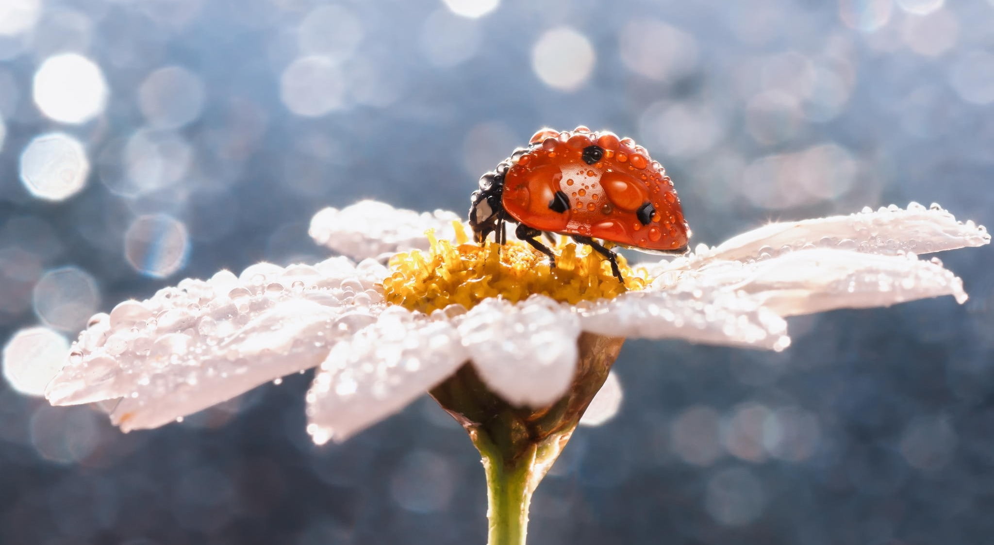 insect, daisy, ladybug, dew drops, flower, Macro, 1080P, HD Wallpaper