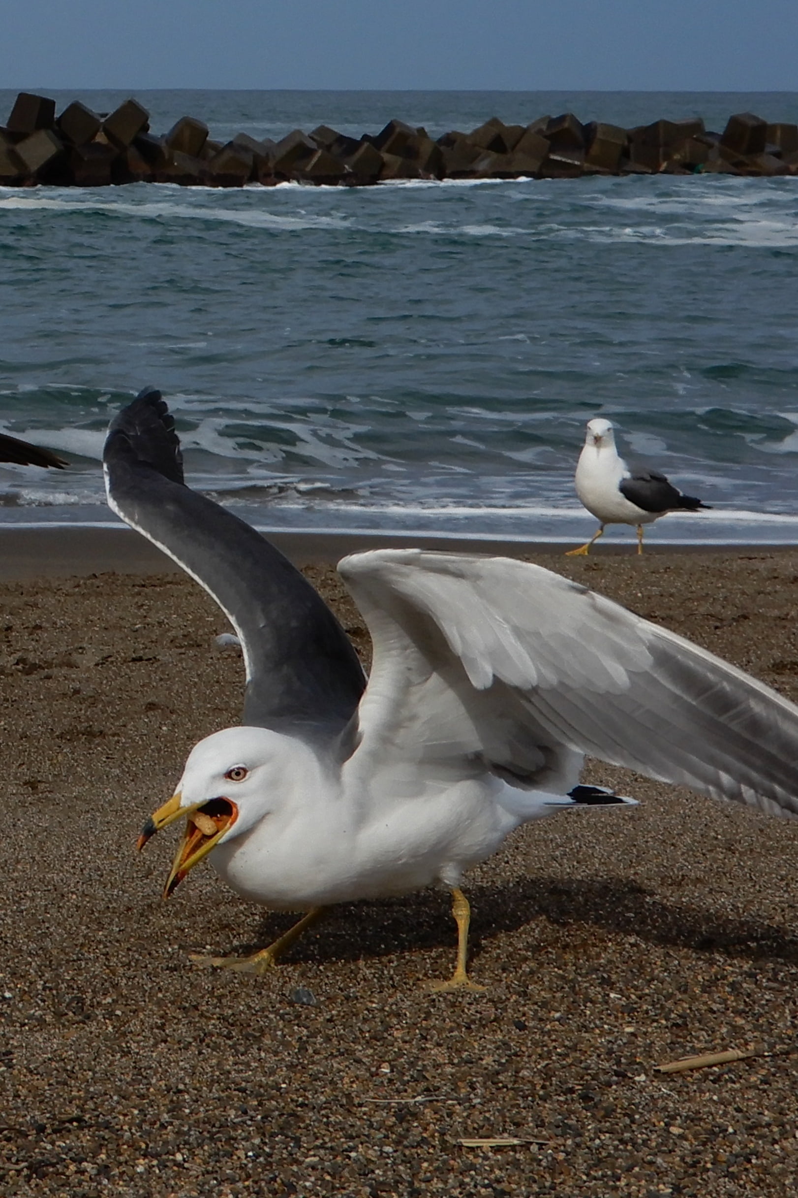 land, wave, wild animal, sea, flying, seabird, seagull, animal themes, natural, animals in the wild, no people, nature, bird, water, spread wings, sea gull, Phone HD Wallpaper