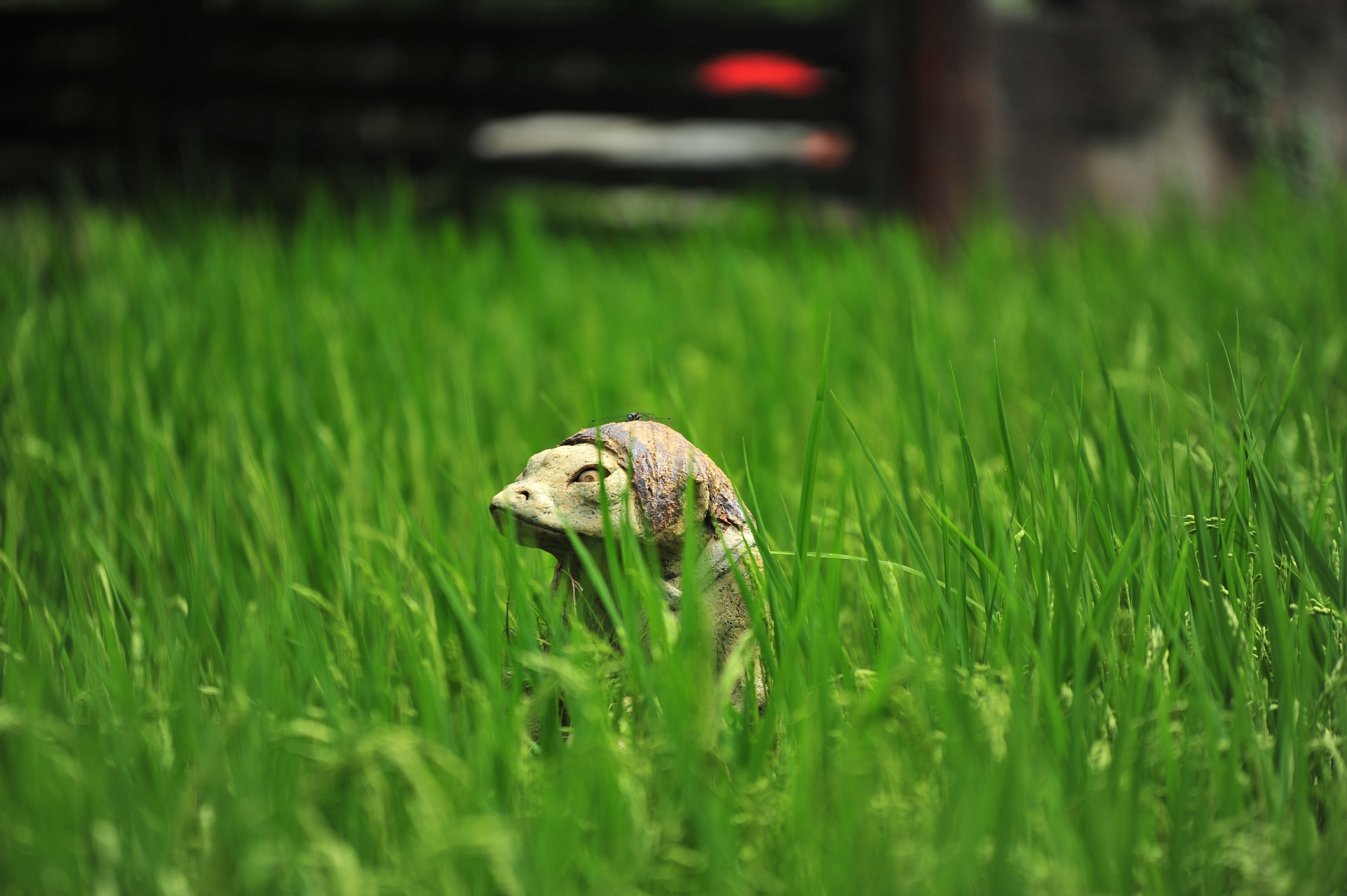 no people, vertebrate, animal themes, summer, growth, animal wildlife, 4K, animal body part, plant, selective focus, green color, one animal, mammal, kappa, HD Wallpaper