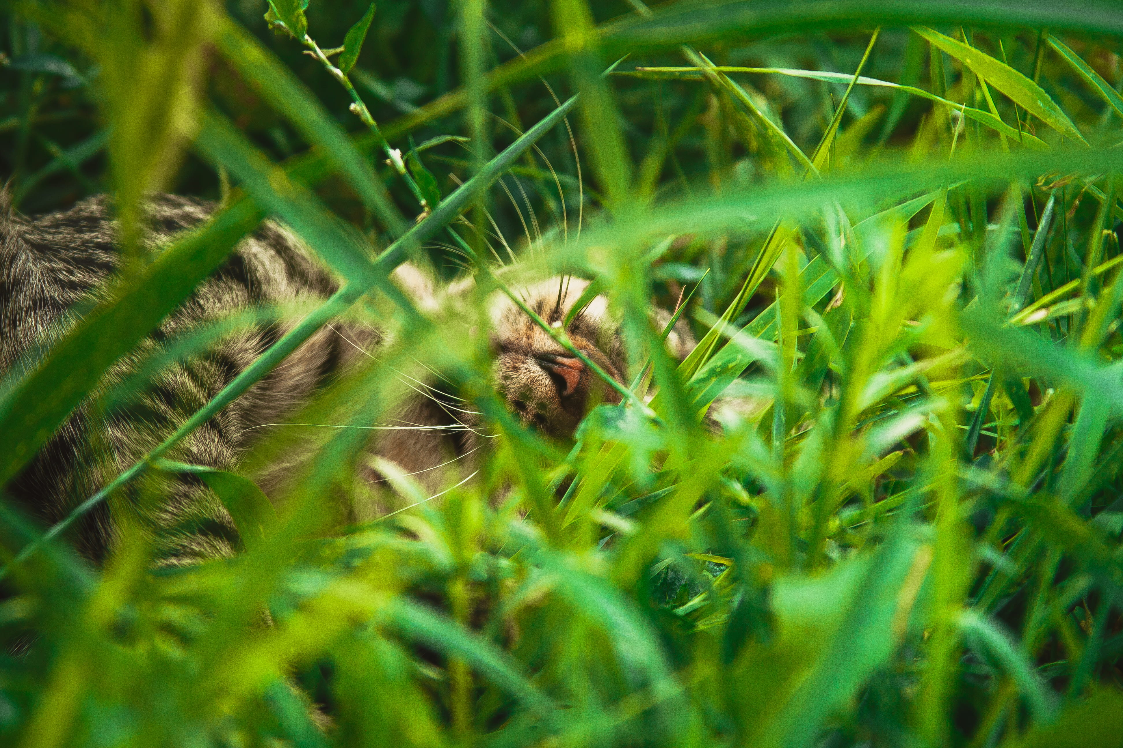 blossom, toad, one animal, green color, grass, frog, amphibian, animal wildlife, animals in the wild, growth, cat, outdoors, vegetation, mammal, no people, HD Wallpaper