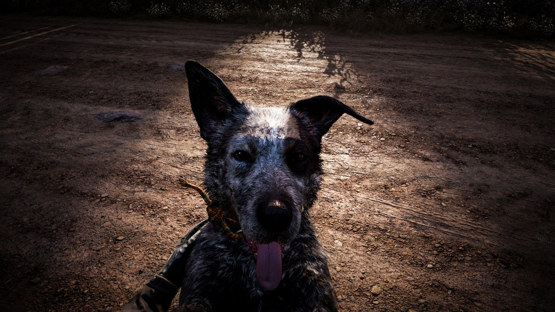 Far Cry 5, 1080P, Far Cry, Animal, Dog, HD Wallpaper