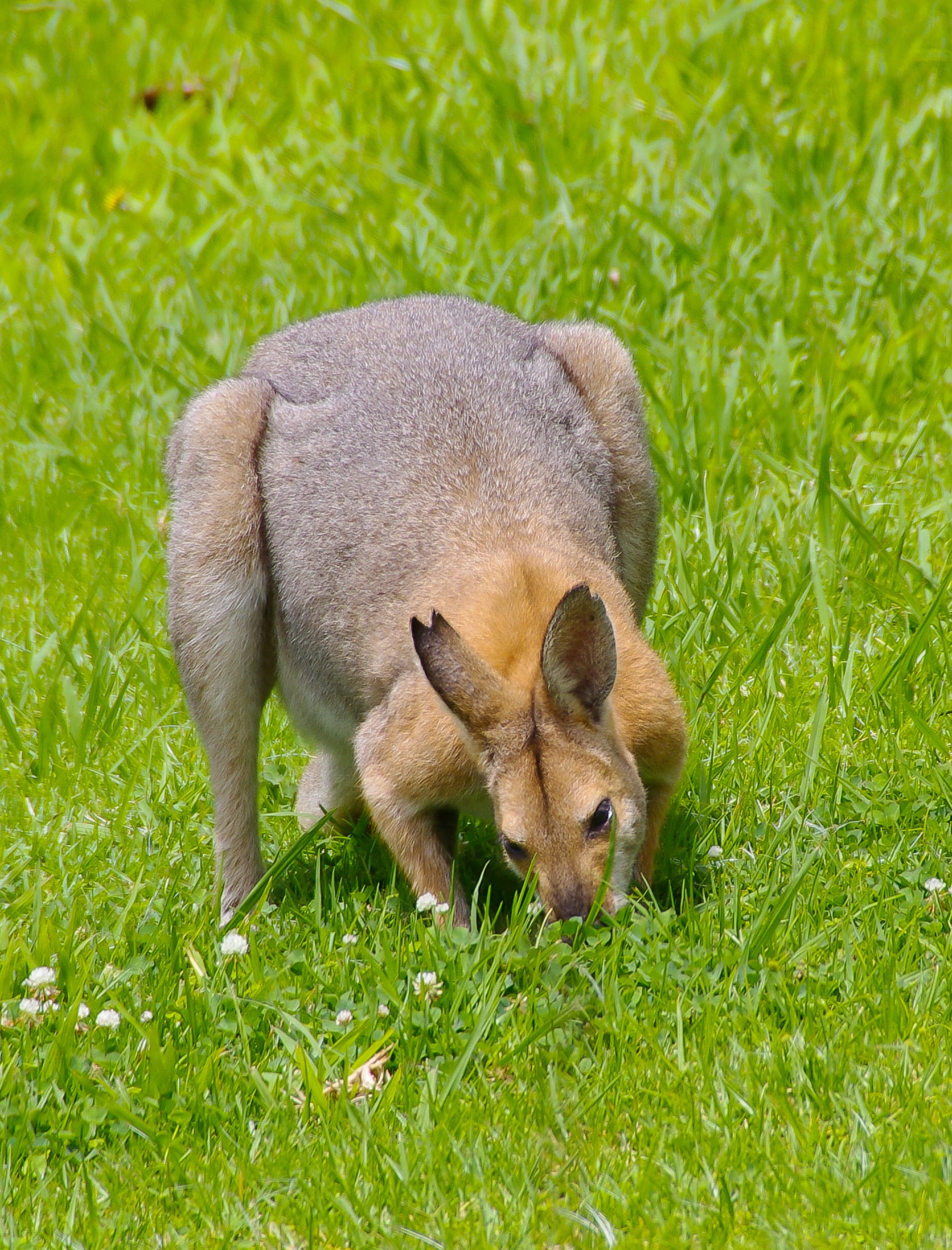 field, grass, young animal, herbivorous, Male, wild, mammal, Rednecked Wallaby, animal, kangaroo, day, animal wildlife, nature, australia, outdoors, 2K, Phone HD Wallpaper