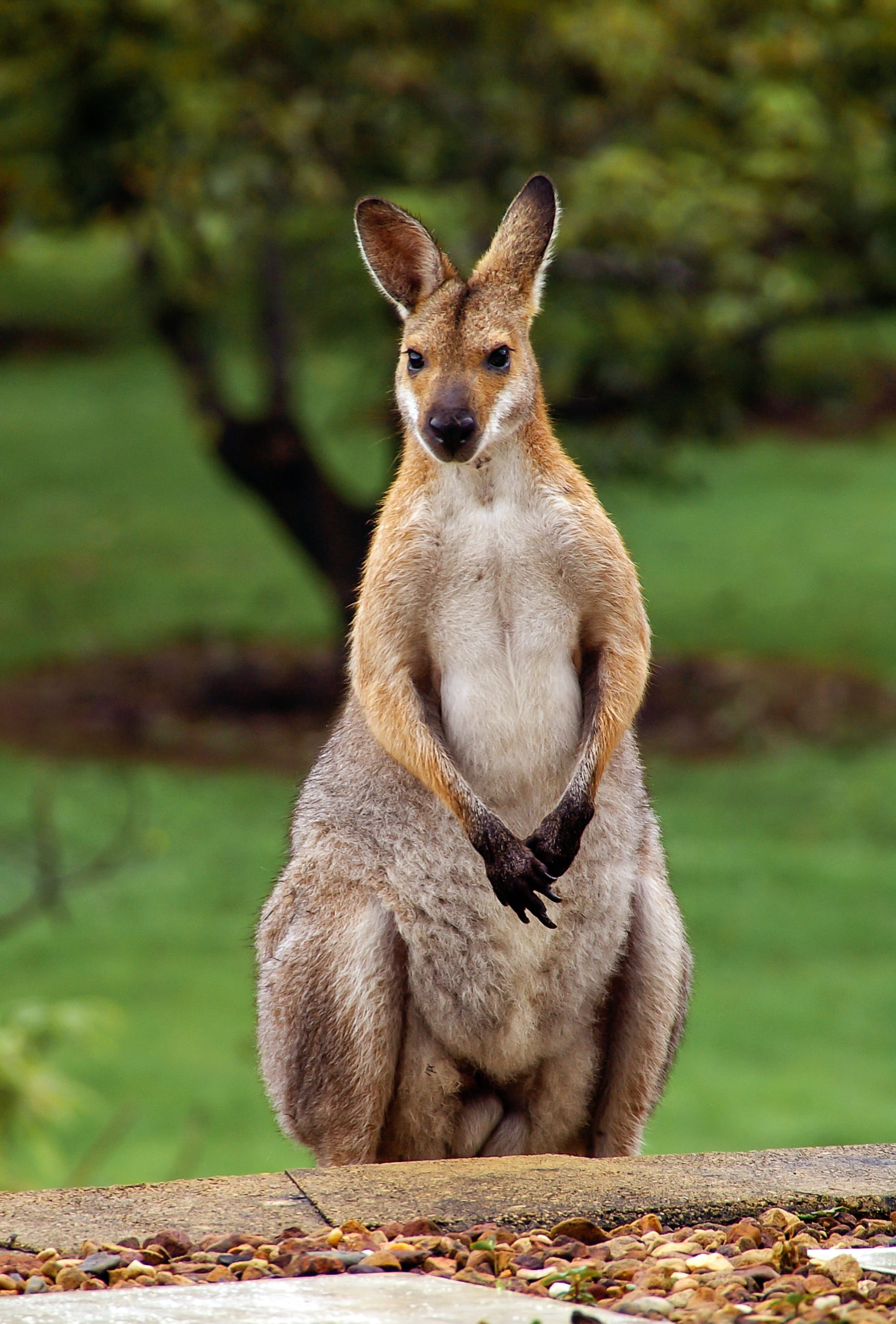 animals in the wild, looking at camera, nature, herbivorous, mammal, full length, looking, focus on foreground, sitting, Australia, no people, animal wildlife, Phone HD Wallpaper