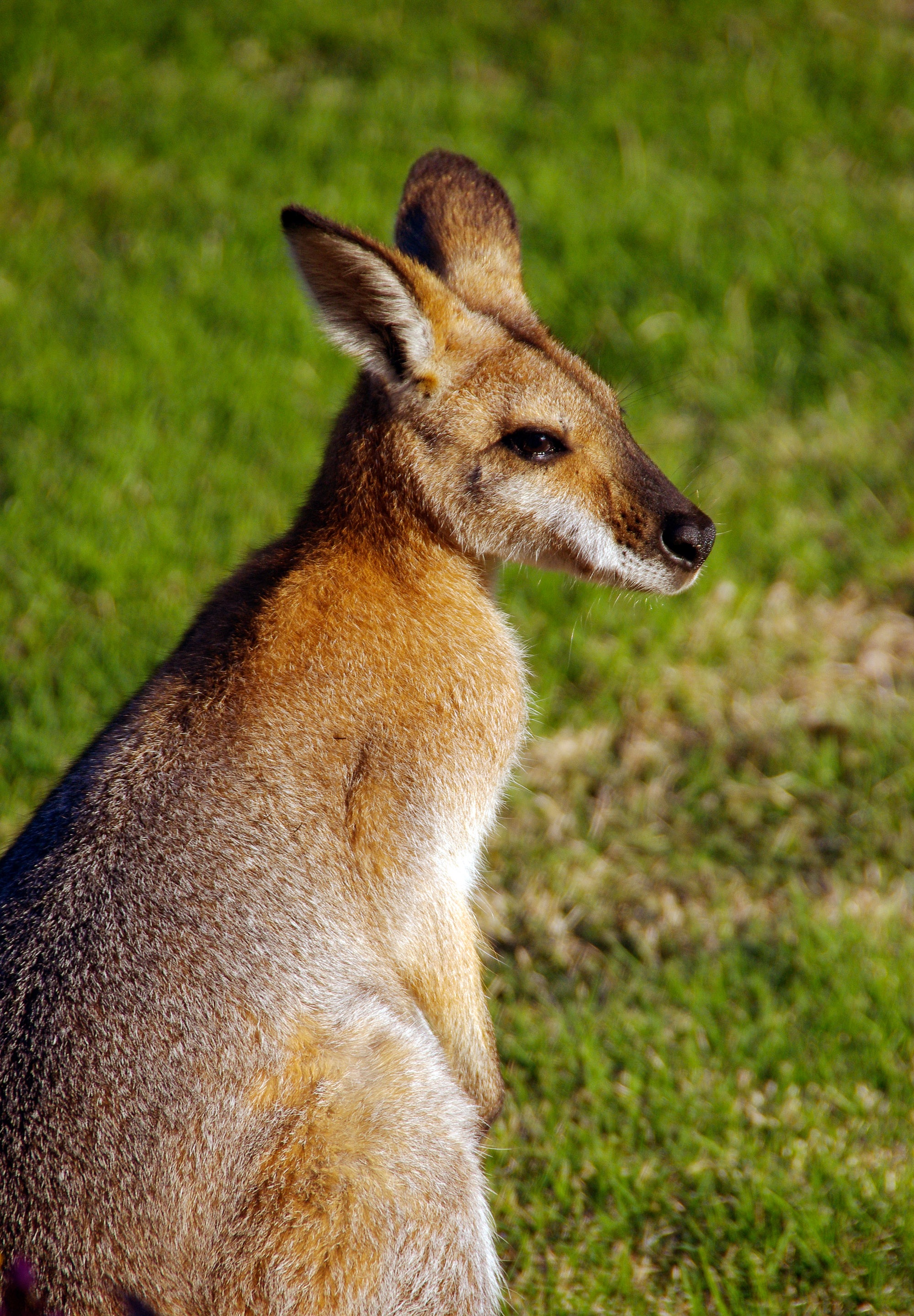 grass, 2K, australia, animal themes, focus on foreground, looking away, land, herbivorous, fawn, nature, rednecked wallaby, kangaroo, wild, wallaby, queensland, Phone HD Wallpaper