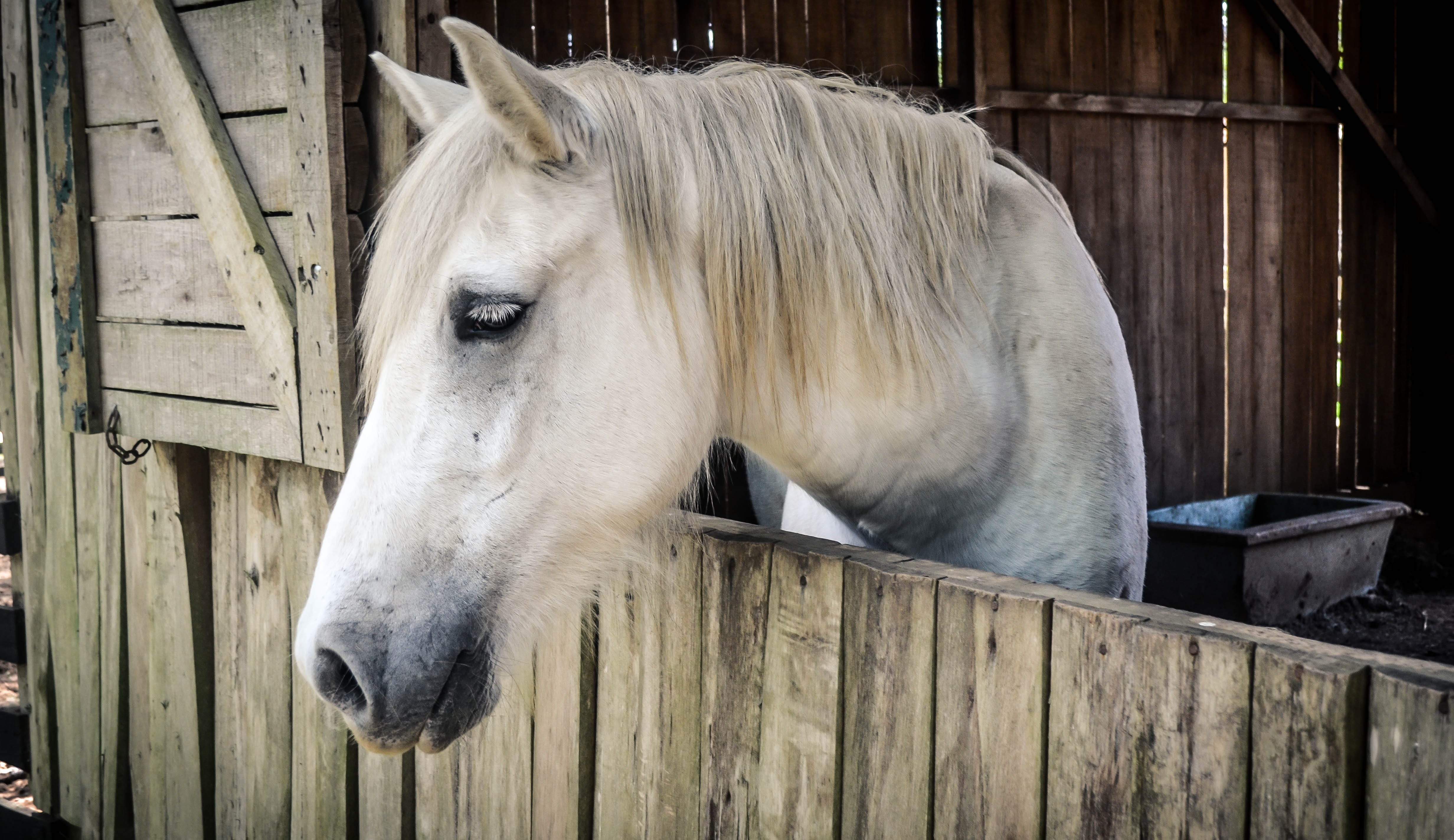 pets, animal themes, working animal, place, horse, domestic animals, roça, animal pen, animal body part, animals, herbivorous, ranch, white, rural, mammal, HD Wallpaper