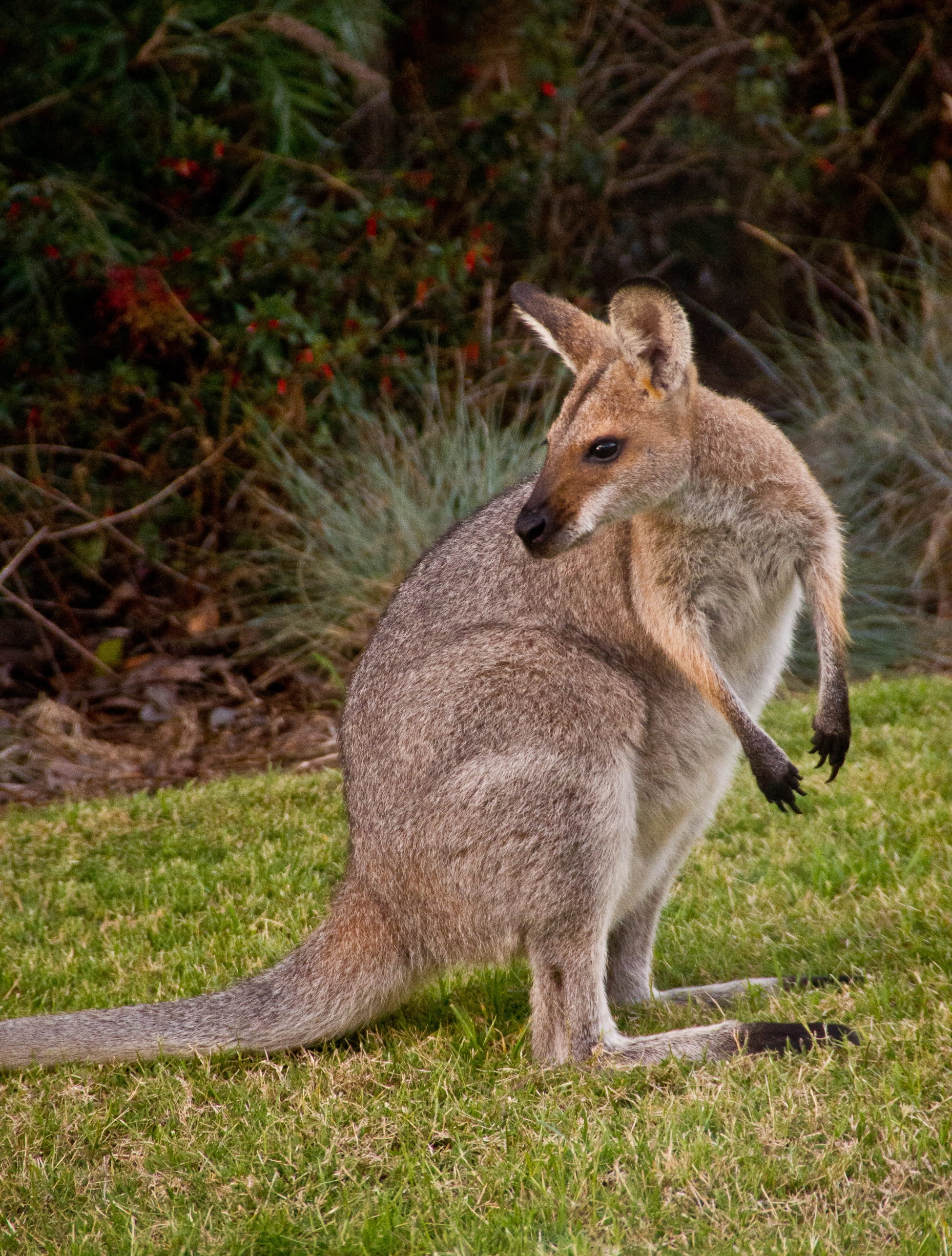 animal wildlife, focus on foreground, full length, vertebrate, one animal, marsupial, mammal, plant, outdoors, kangaroo, no people, land, rednecked wallaby, Phone HD Wallpaper
