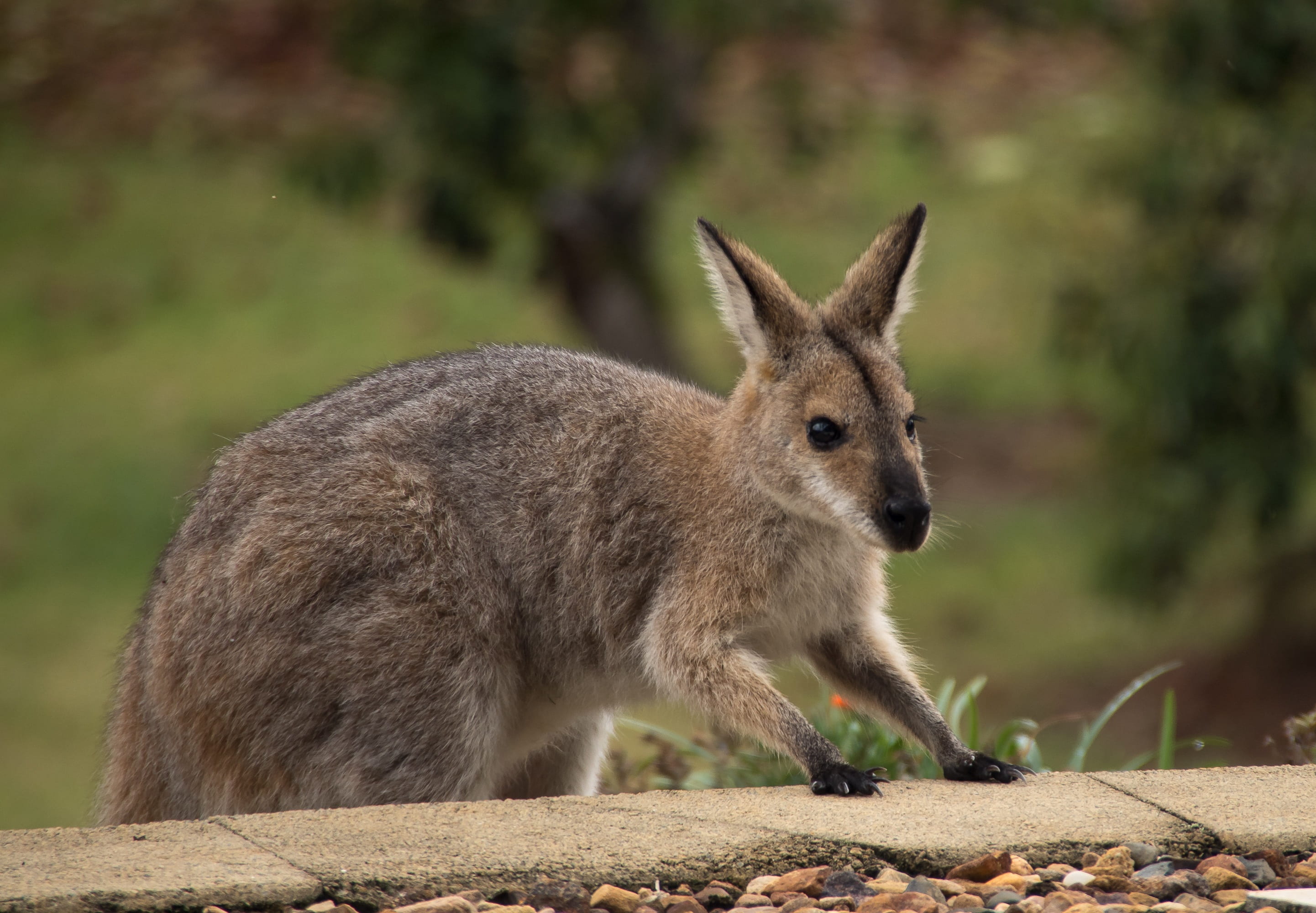 one animal, outdoors, herbivorous, side view, no people, queensland, climbing, vertebrate, animal wildlife, whisker, close-up, steps, kangaroo, 2K, nature, HD Wallpaper