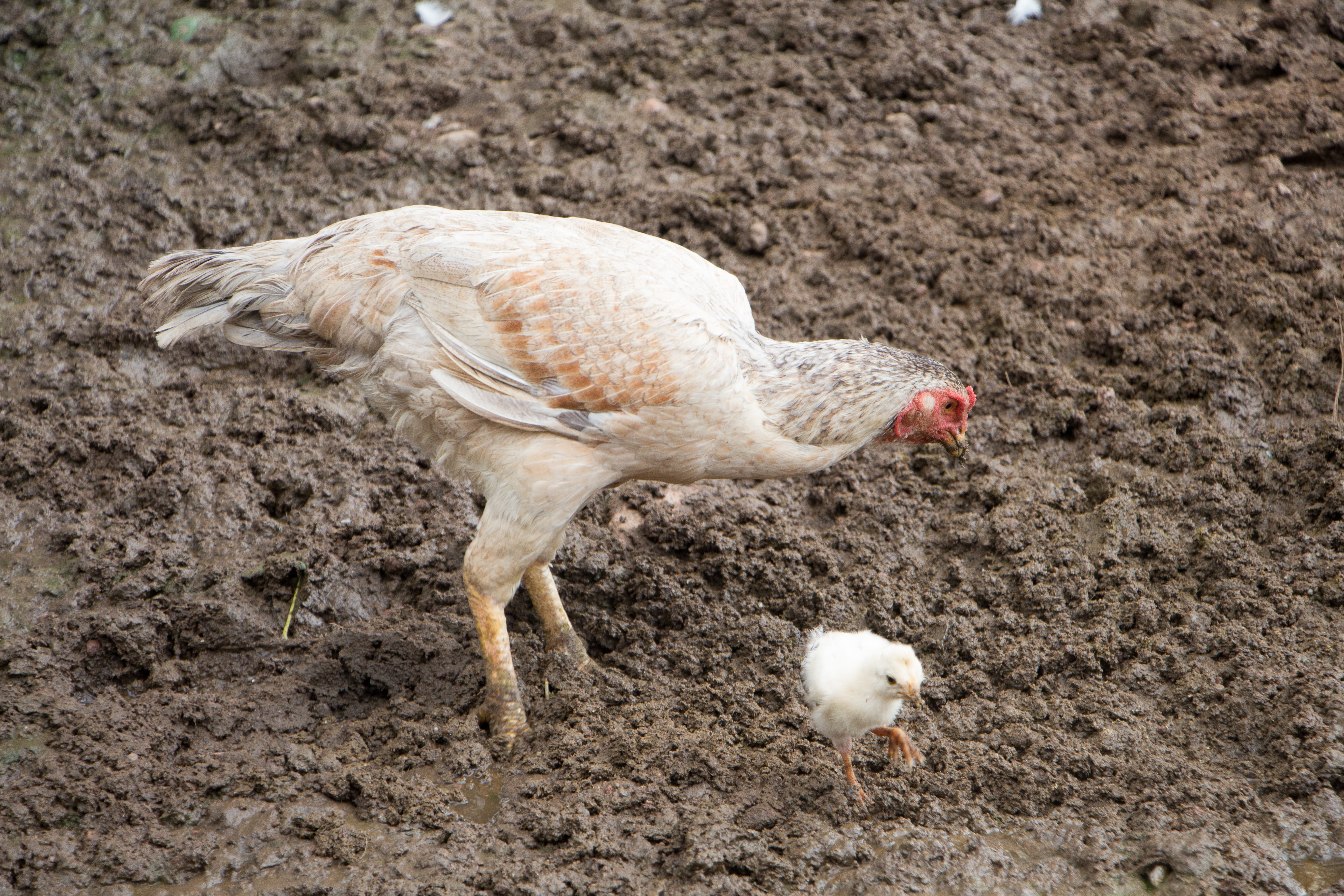 roça, redneck, mammal, cock, rural, outdoors, animals, farm, vertebrate, animal wildlife, biology, poultry, animals in the wild, field, bird, day, chicken - bird, HD Wallpaper