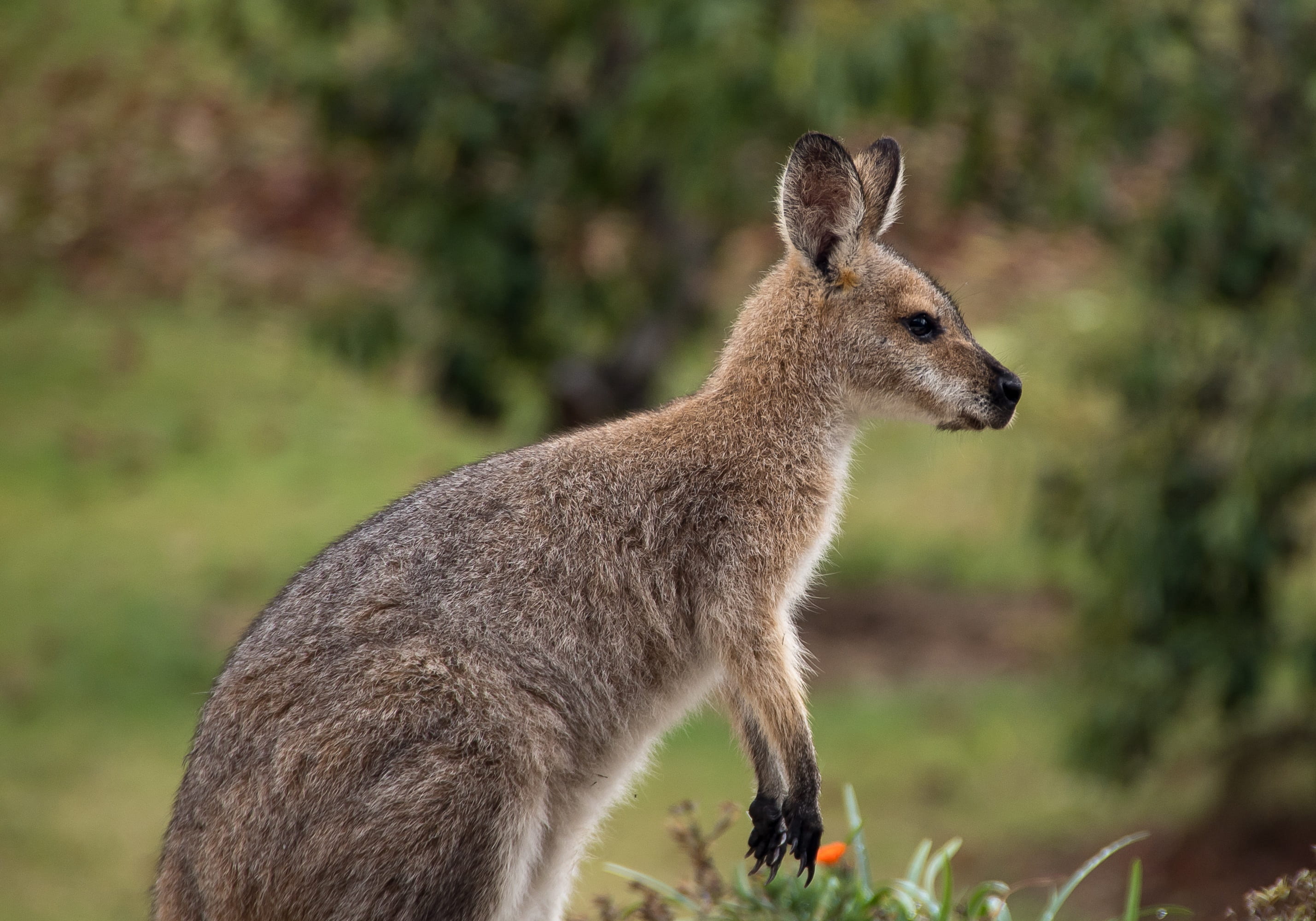 wallaby, mammal, day, plant, one animal, no people, profile view, side view, closeup, standing, grass, focus on foreground, marsupial, queensland, herbivorous, HD Wallpaper