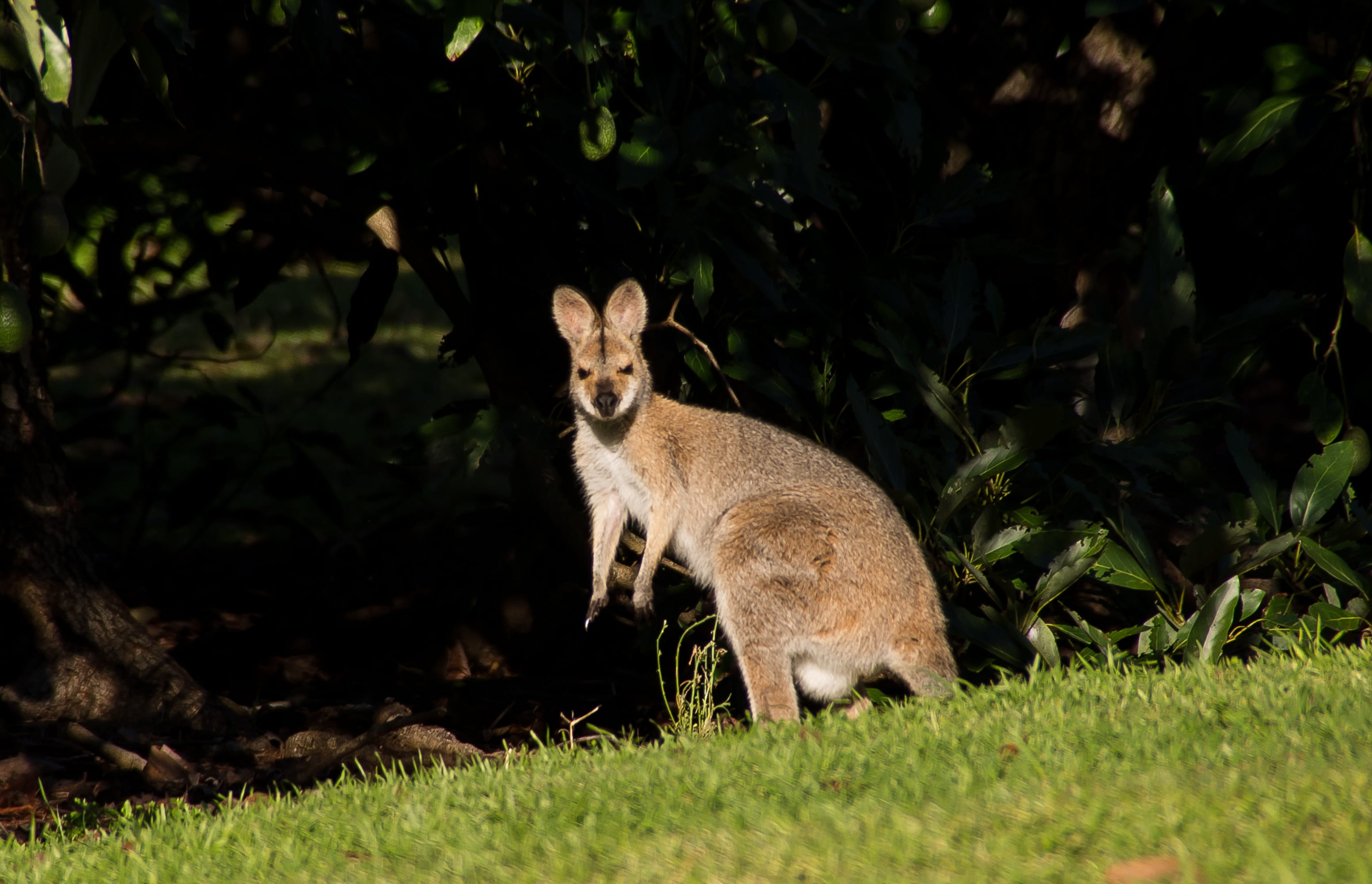 animal wildlife, 2K, australia, growth, kangaroo, outdoors, land, no people, plant, portrait, wild, animal themes, one animal, animal, wallaby, nature, HD Wallpaper