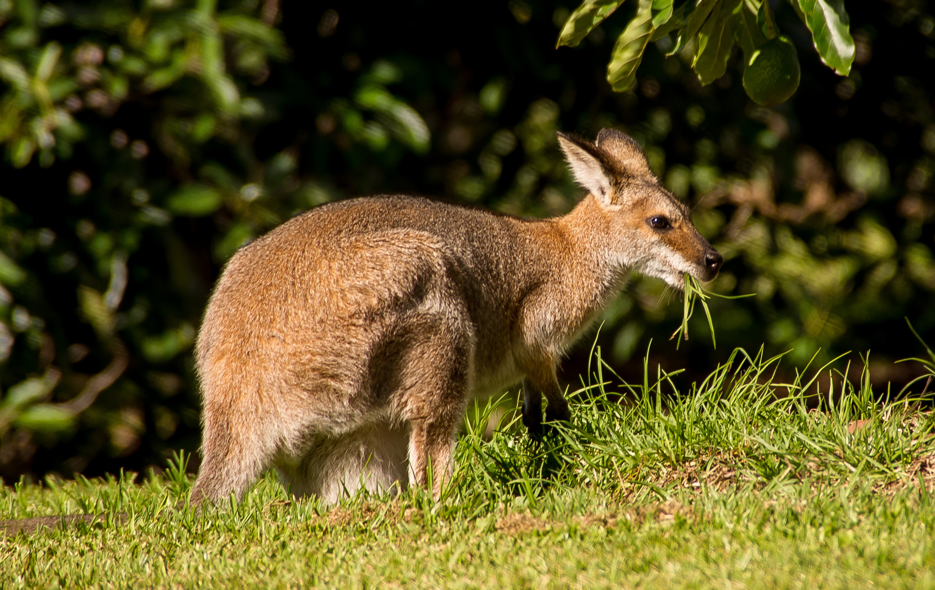 rodent, wild, vertebrate, no people, outdoors, green color, focus on foreground, plant, sunlight, queensland, mammal, wallaby, field, brown, standing, animals in the wild, HD Wallpaper