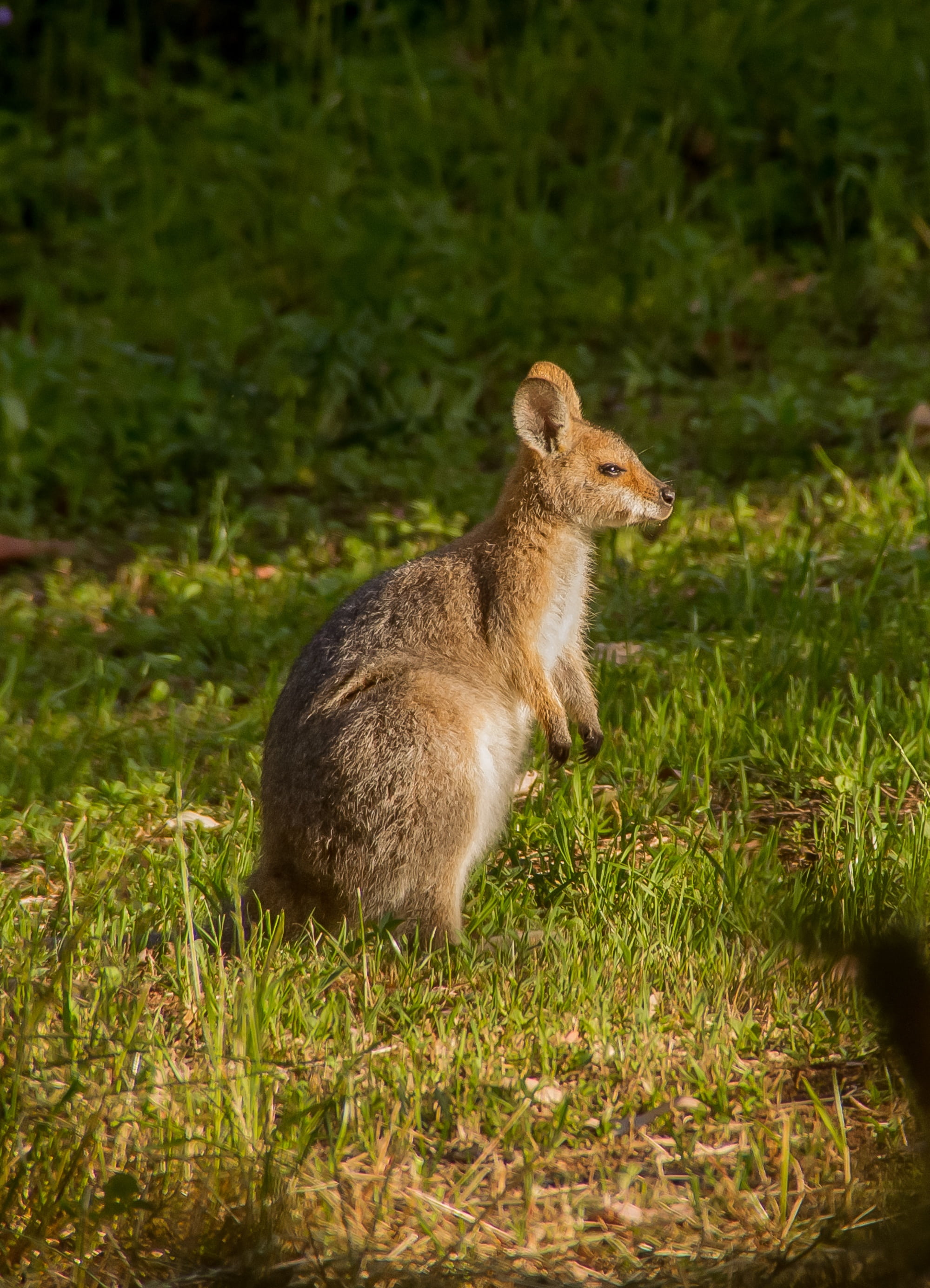 2K, animal, young, plant, no people, growth, day, sunlight, joey, marsupial, grass, mammal, queensland, nature, looking, herbivorous, cute, rednecked wallaby, Phone HD Wallpaper