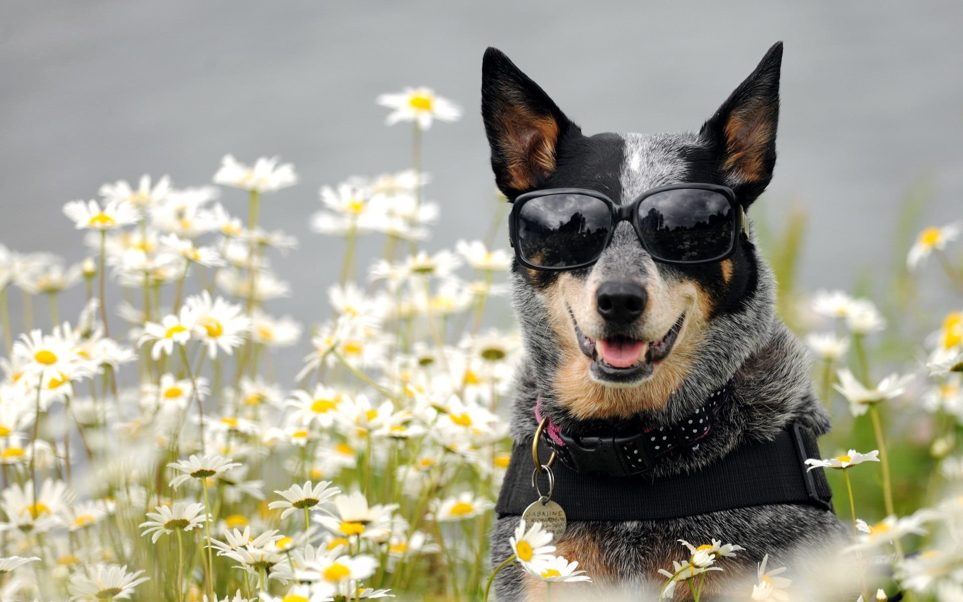 puppy, day, 1080P, animal head, cheerful, close-up, jack Russell Terrier, adult, grass, dogs, flowers, face, cute, looking, canine, pets, vertebrate, fragility, HD Wallpaper
