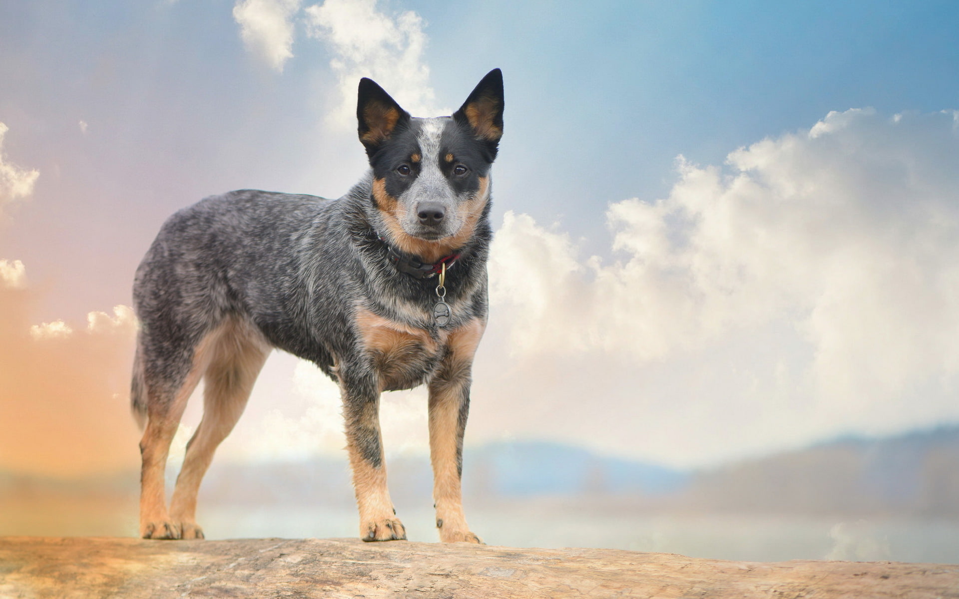 dog, Australian Cattle Dogs, each, 1080P, look, HD Wallpaper