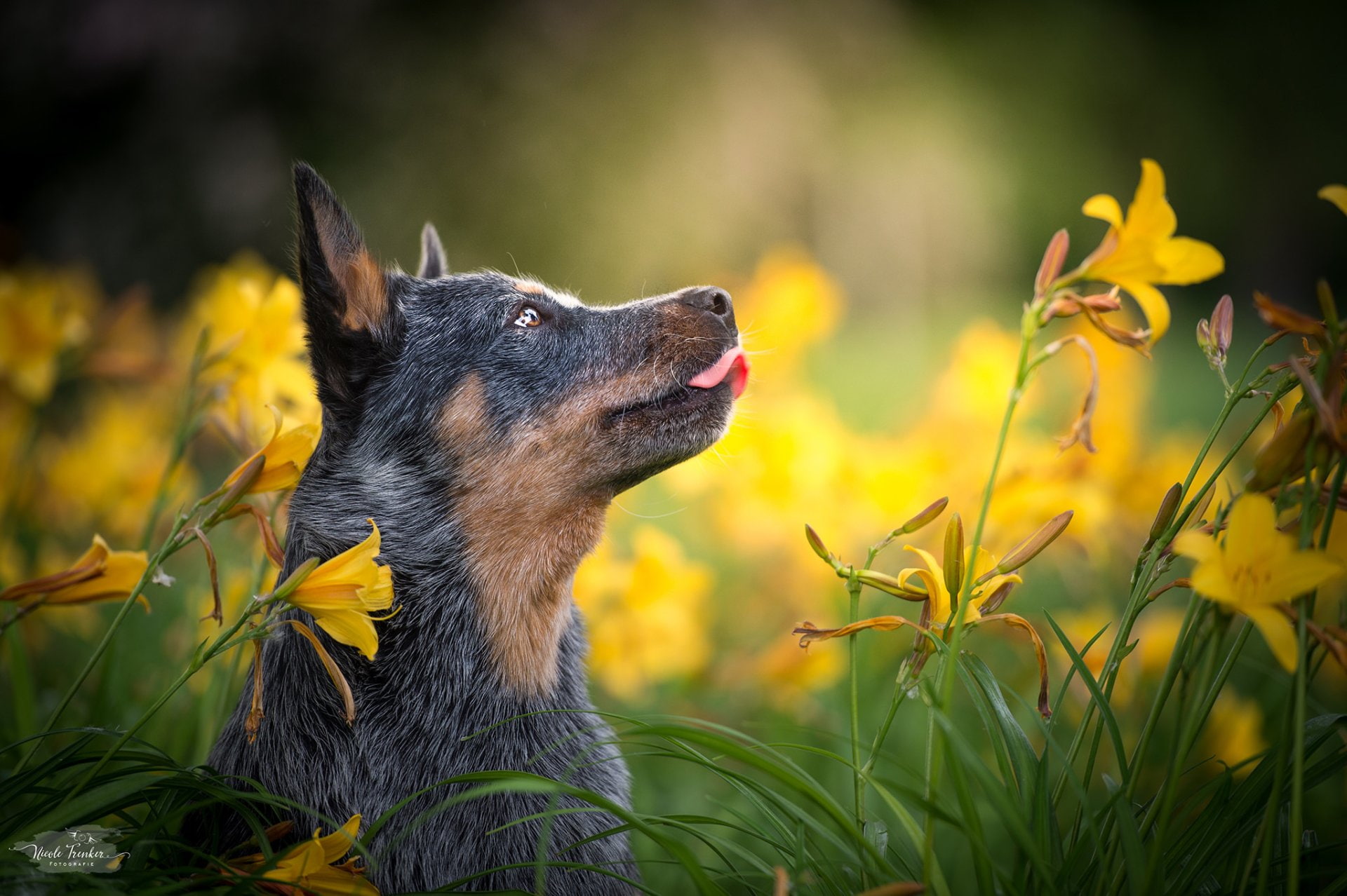 Australian Cattle Dog, Dogs, 1080P, HD Wallpaper