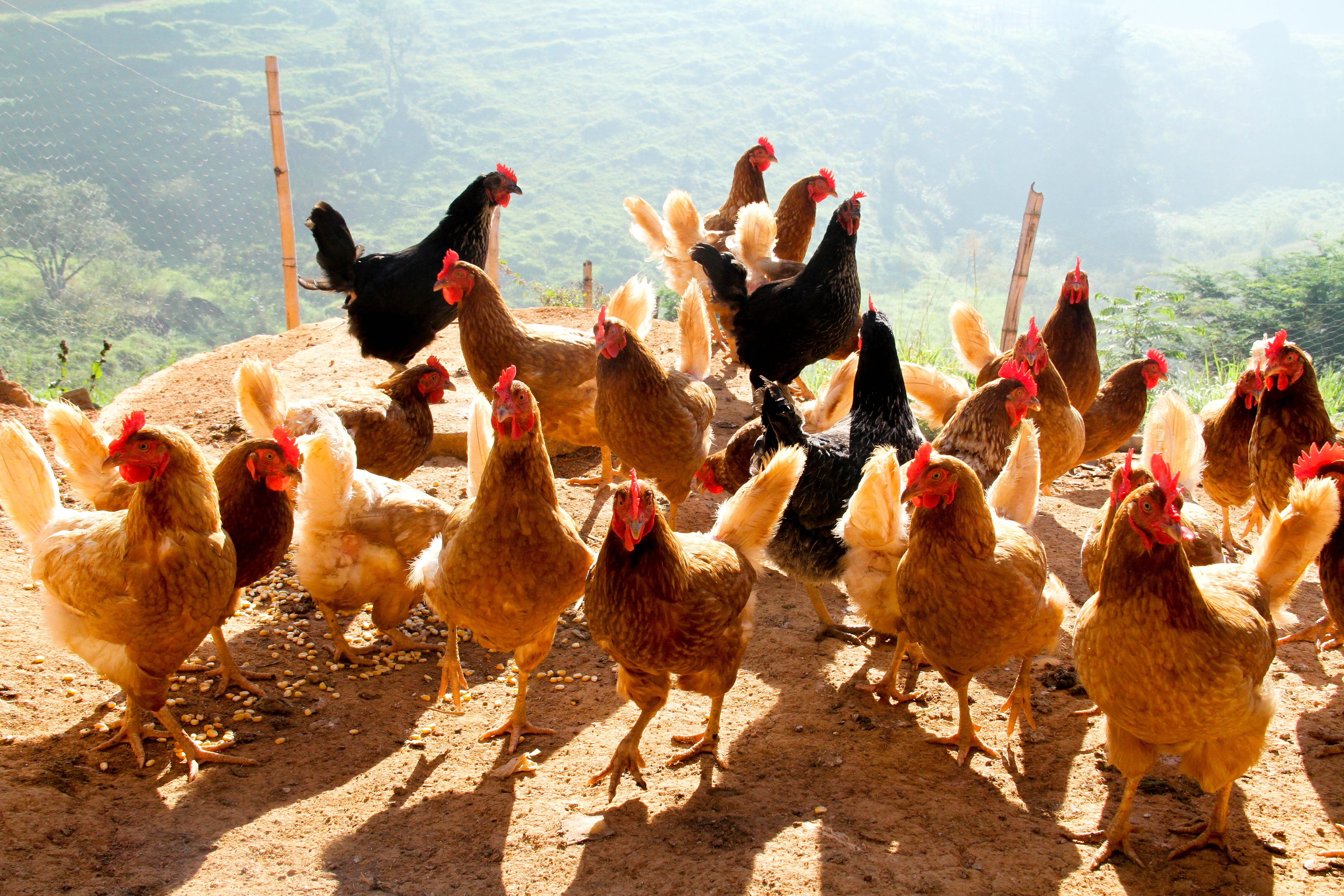agriculture, chicken - bird, vertebrate, beak, nature, roça, livestock, birds, flock of birds, animal wildlife, pity, large group of animals, day, animal themes, HD Wallpaper
