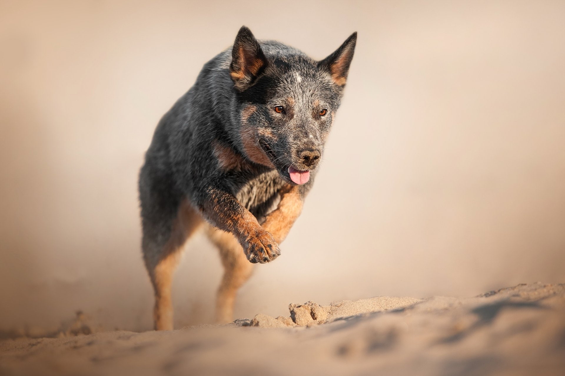Australian Cattle Dog, Dog, Sand, Dogs, Pet, 1080P, HD Wallpaper