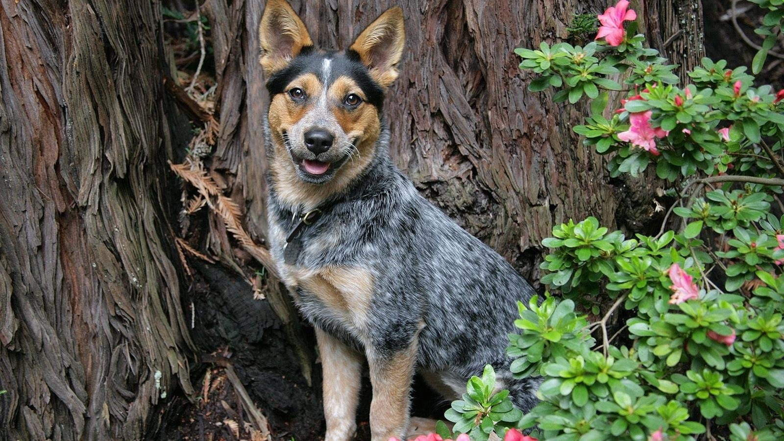 720P, Dog, Australian Cattle Dog, Dogs, Pet, HD Wallpaper