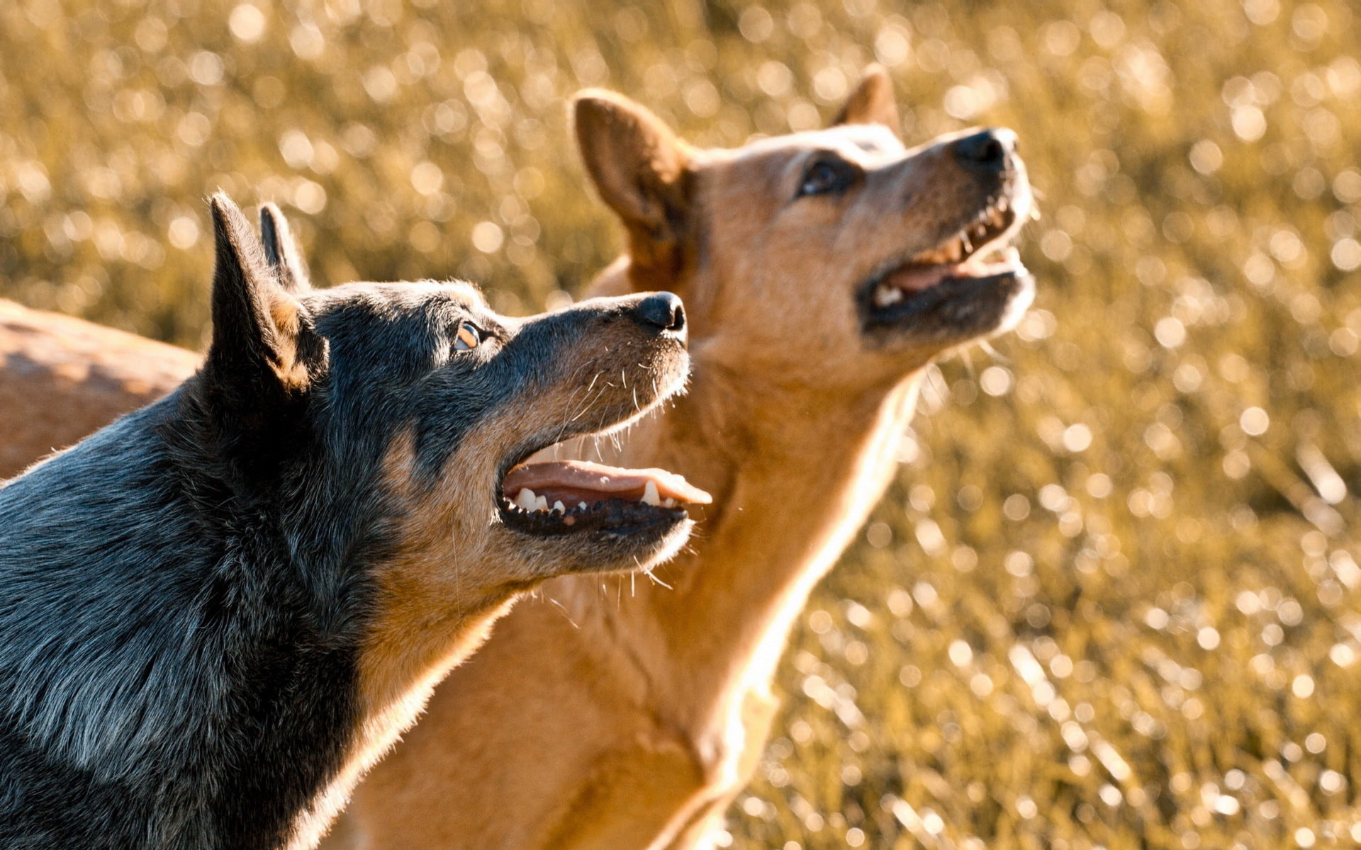 Dogs, Australian Cattle Dog, 1080P, Bokeh, Dog, HD Wallpaper